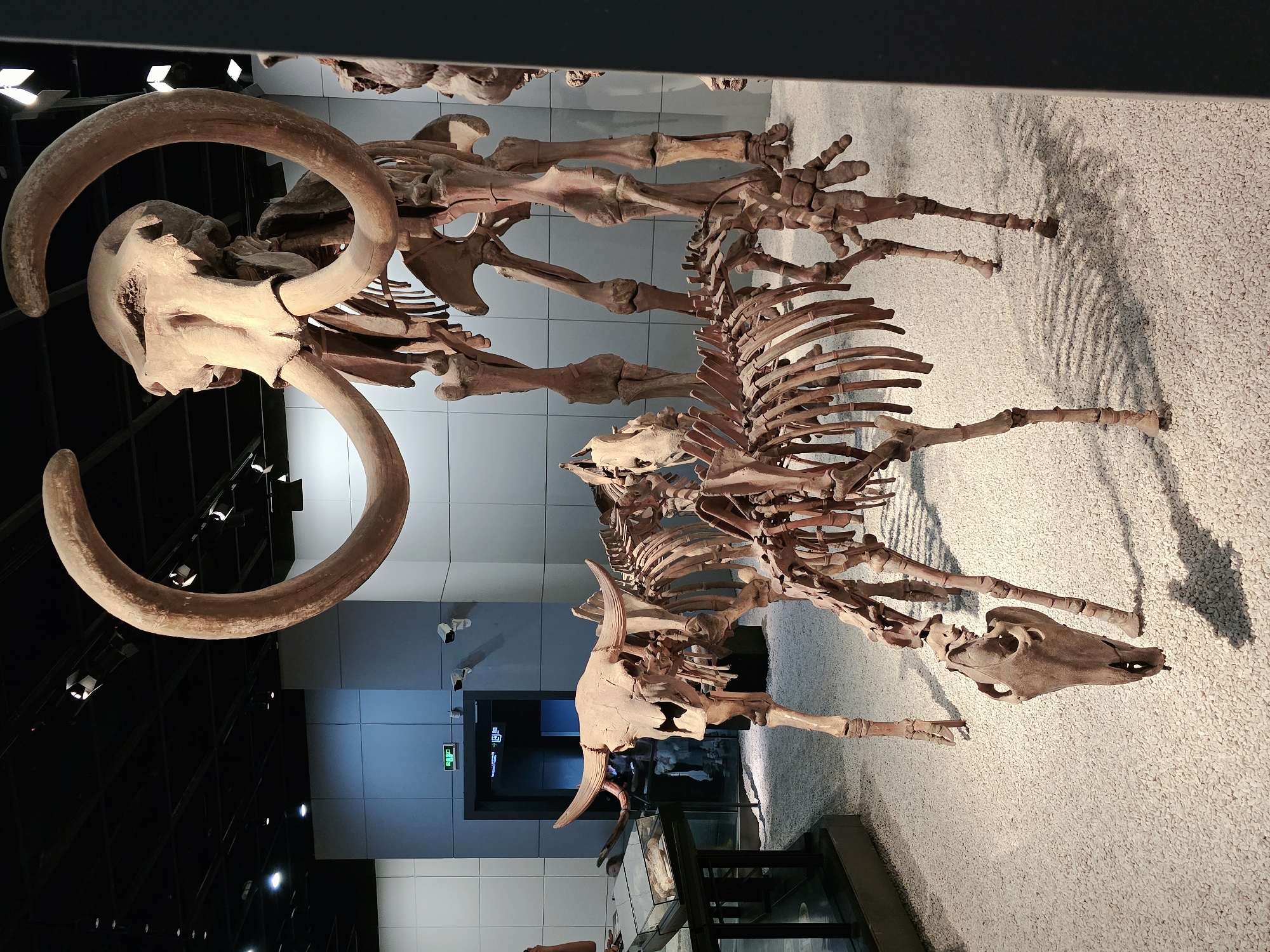 This media file depicts the skeletons of two large prehistoric mammals, likely mammoths, displayed in a museum. The subjects are the skeletal remains, showcasing their massive bones, including prominent tusks on one of the specimens. The scene is an indoor exhibition hall, with a white, pebbly floor and muted blue and white tiled walls. The lighting suggests it is daytime, or at least a well-lit indoor space.
The skeletons are arranged in a way that suggests a tableau, possibly showing interaction or a moment in time. One mammoth skeleton is more fully intact, with large, curved tusks arching over its skull. The other skeleton appears to be positioned behind and slightly lower than the first, with its rib cage and limbs visible. The setting includes display lighting mounted on a dark ceiling grid and a green exit sign visible on the wall, indicating a public building. There is no apparent activity taking place other than the static display of the fossils. The overall impression is one of historical preservation and scientific display. The location is identified as Gongshu District, China, suggesting this is a museum within that region.