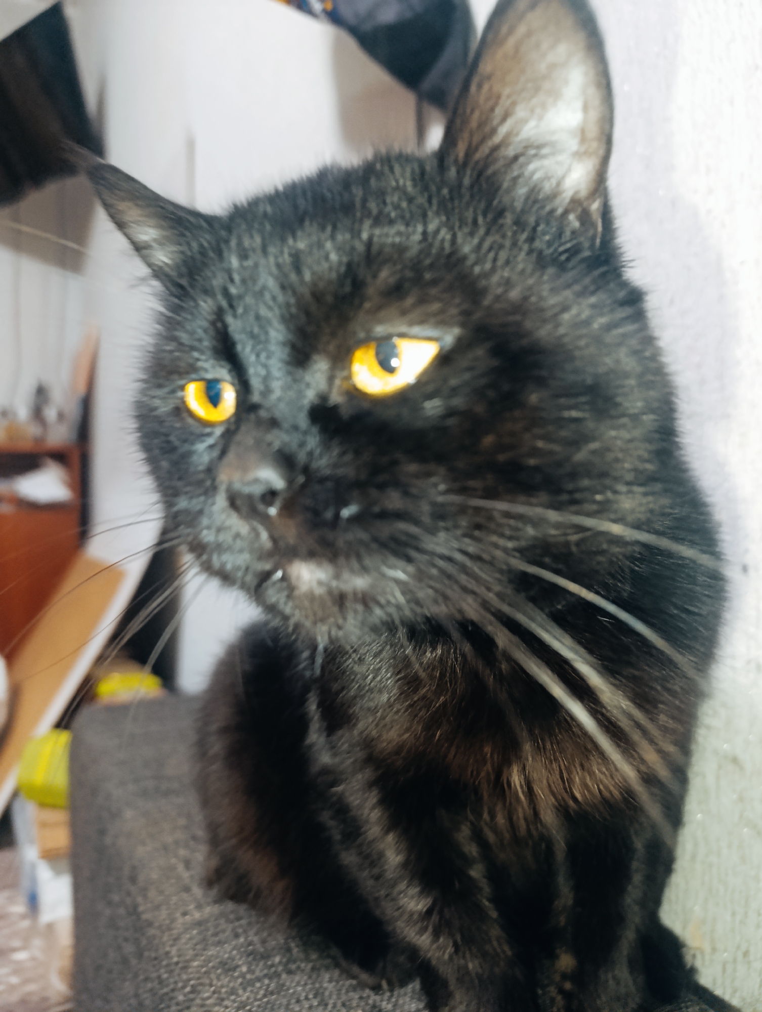 A black cat with bright yellow eyes is in focus. The cat is positioned on what appears to be a gray sofa. In the background, out of focus, is a room with shelves and various objects. The lighting in the room is dim, with a bright light source coming from the right, illuminating the cat's fur and face. The image does not provide any specific information about its location in Zlatopil, Ukraine.