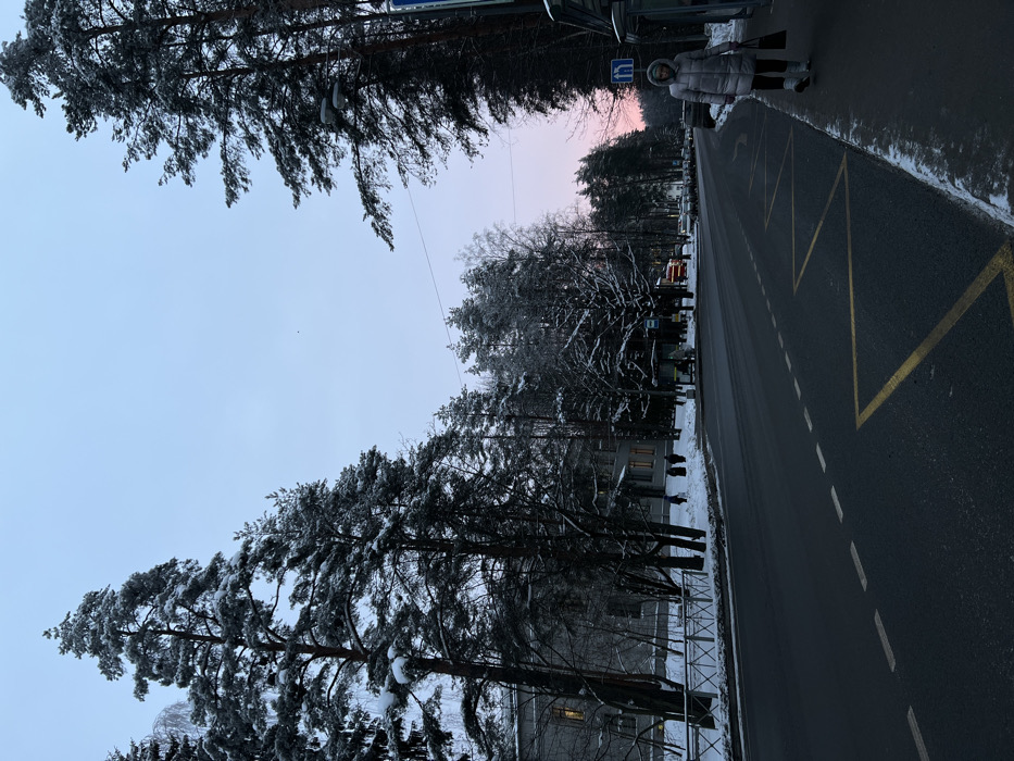 A street scene in winter, with tall pine trees lining the roadside, their branches laden with snow. The road is asphalt, marked with yellow zigzags and white dashed lines. A person in a puffy coat stands near a bus stop sign. The sky is a pale blue, transitioning to a soft pink horizon. Snow covers the ground and some of the surrounding buildings.