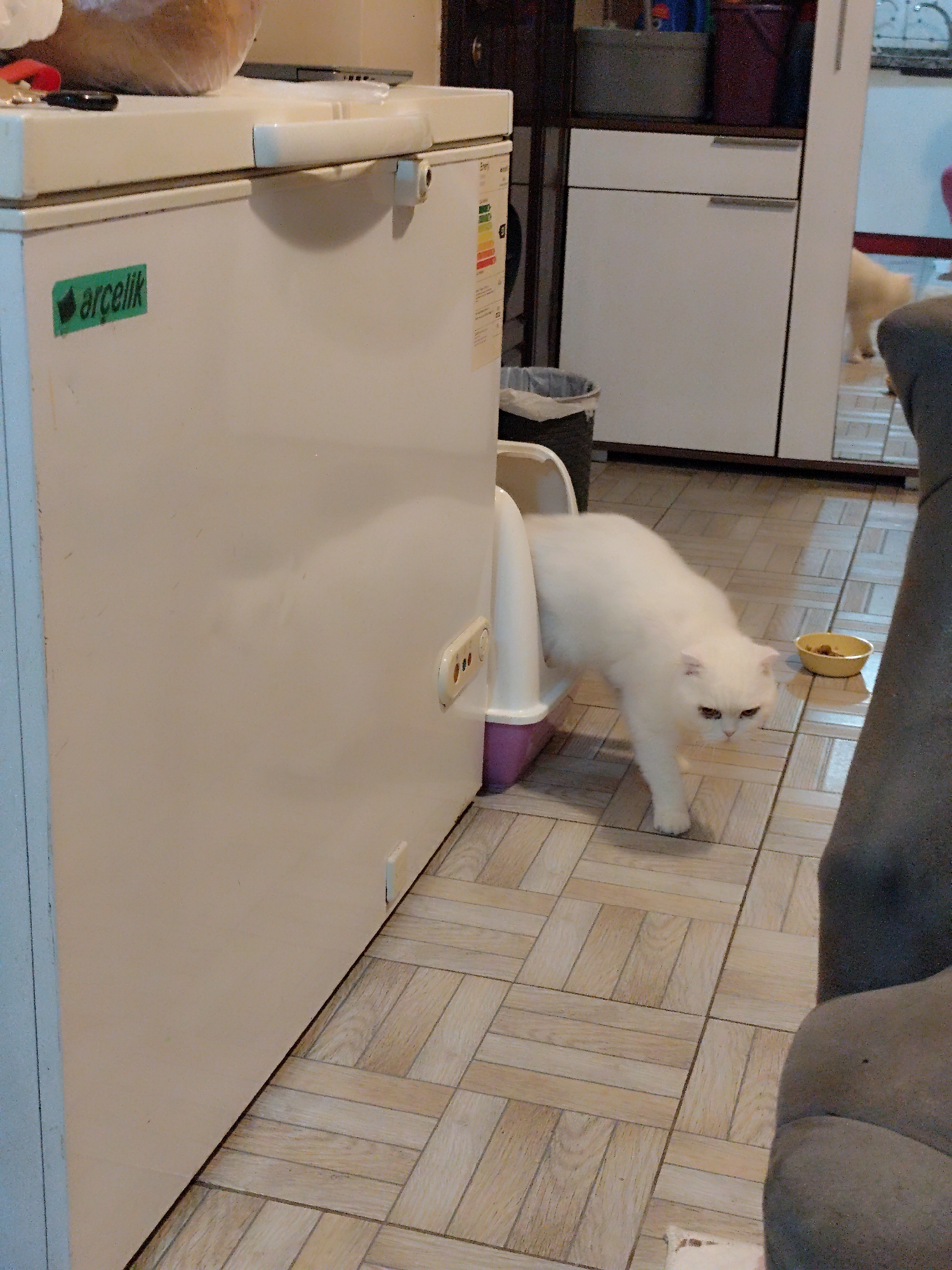 A white cat is exiting a white and purple hooded litter box that is placed next to a white Arçelik freezer. A small yellow bowl is near the litter box. The floor is covered with wood-look tiles. A gray sofa is visible on the right side of the image. In the background, there is a white cabinet and a trash can. The image was taken in Sarıyer, Turkey.