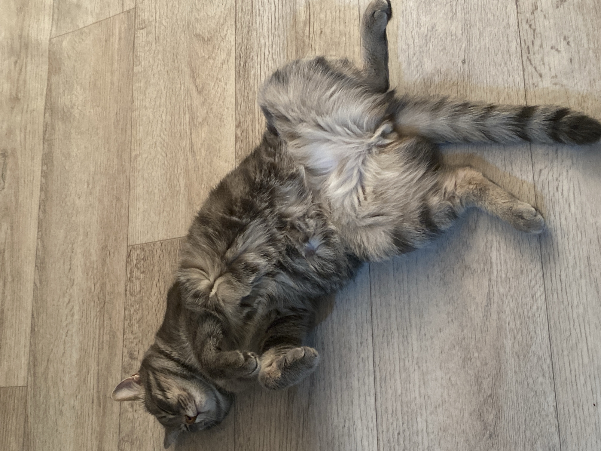 A gray tabby cat lies on its back on a wooden floor. The cat is curled up with its eyes closed and paws tucked towards its chest. One leg is extended upwards, and its striped tail is stretched out to the right. The location is Марковский, Russia, based on available information.