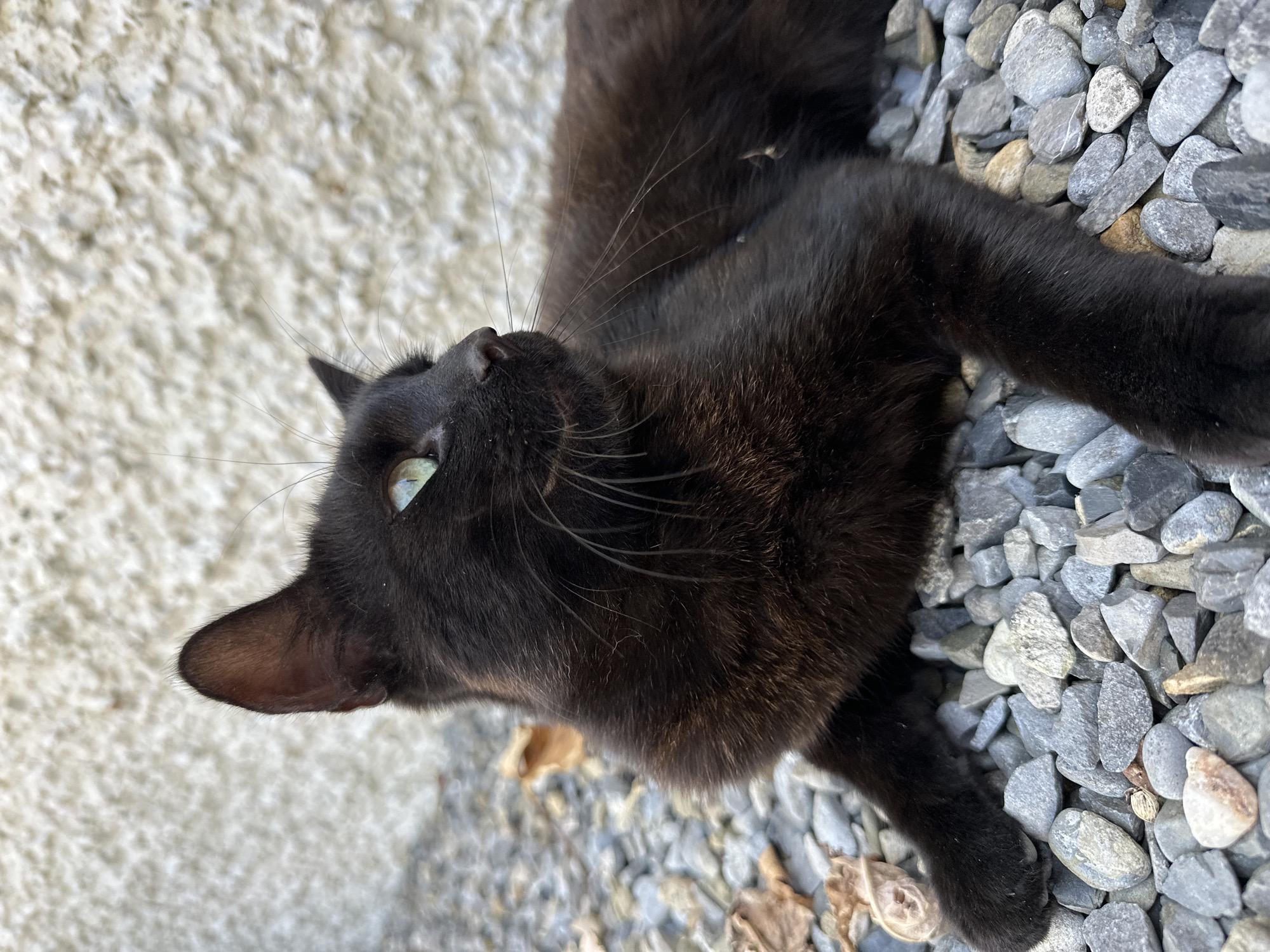 A black cat with green eyes is lying on a bed of grey gravel, with a textured white wall behind it. The cat is looking to the right of the frame, with its head slightly tilted. Its body is mostly in focus, but its tail is not visible. There are a few fallen brown leaves scattered among the gravel. The lighting suggests it is daytime. The location is Moortown, Ireland.