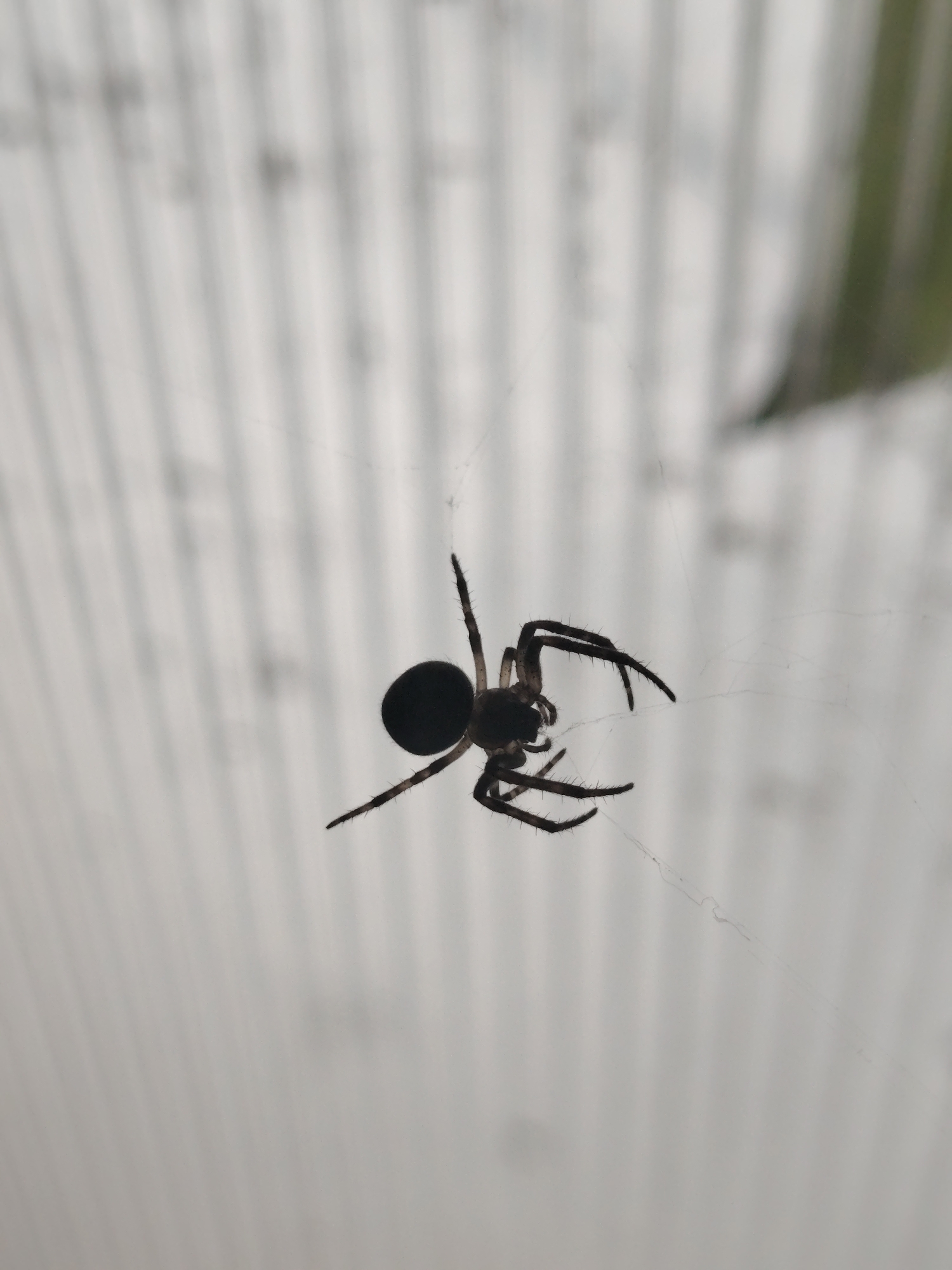An extreme close-up shot captures a dark, fuzzy spider suspended in the center of the frame by its web. The spider is predominantly black, with visible hairs on its legs. Its body is rounded, and its eight legs are splayed outwards, some pointing upwards and others downwards. The background is out of focus, with vertical, pale lines creating a striped effect, suggesting an artificial surface or structure. The lighting is soft and diffused. The image is devoid of any environmental context that would place it within a specific city or country.