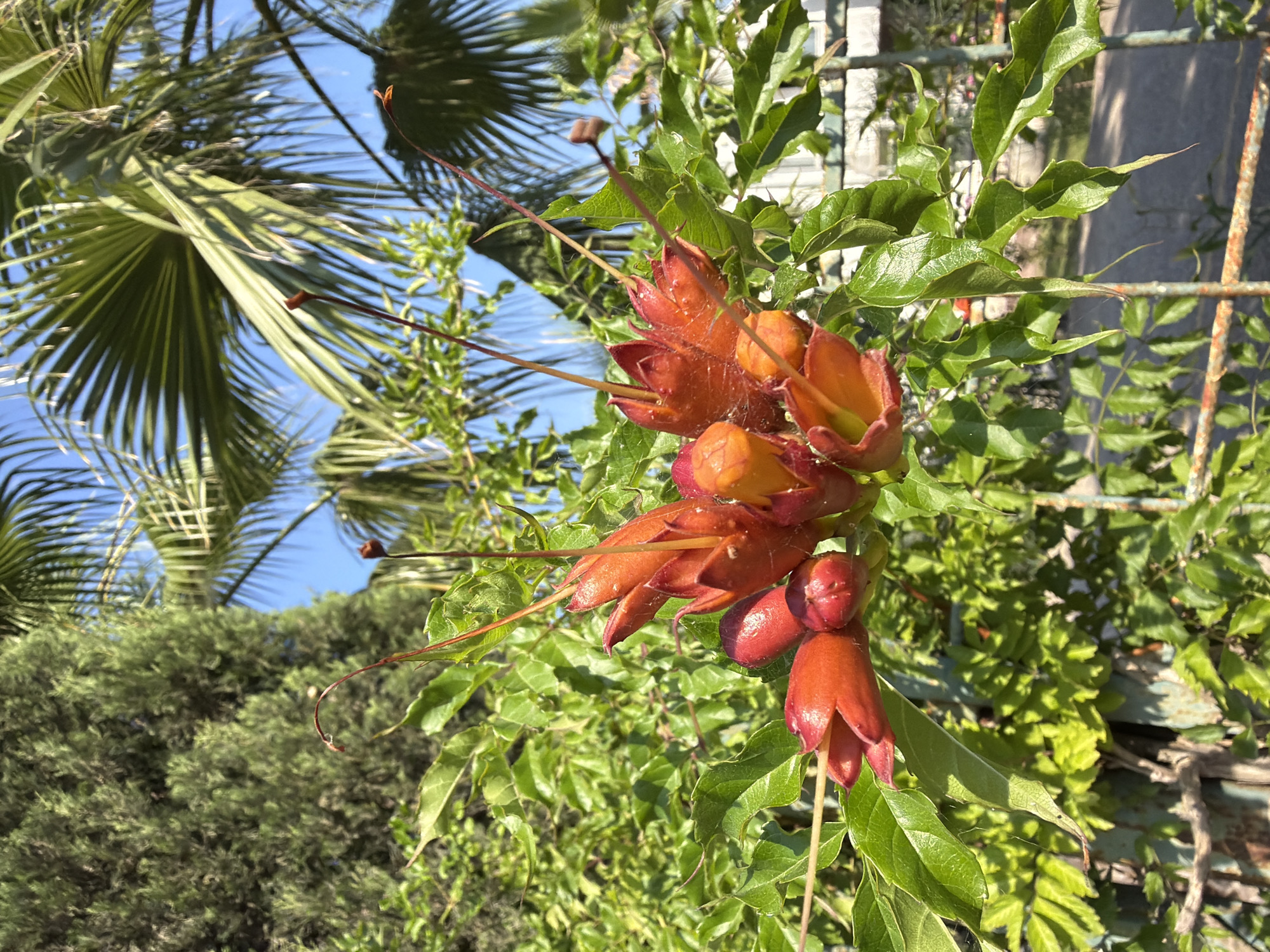 A close-up shot captures a cluster of trumpet-shaped, orange and red flowers on a vine against a backdrop of lush green foliage and a clear blue sky. Palm fronds are visible in the upper right, and the branches of a coniferous tree are seen on the left. A rusty, weathered metal fence runs horizontally across the lower half of the image, partially obscured by the greenery. The scene suggests a garden or outdoor setting, likely in a warm climate like Kemer, Turkey, given the presence of palm trees and the sunny, bright lighting. No people or animals are present in the image.