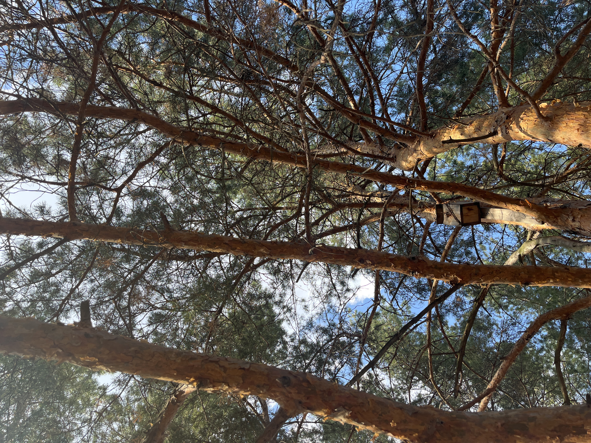 A view from the ground looking up through the branches of pine trees towards a blue sky with wispy clouds. The branches are mostly bare, but some still have green needles. A wooden box-like structure is attached to one of the branches. The location is likely a park or wooded area in Ulyanovsk, Russia.