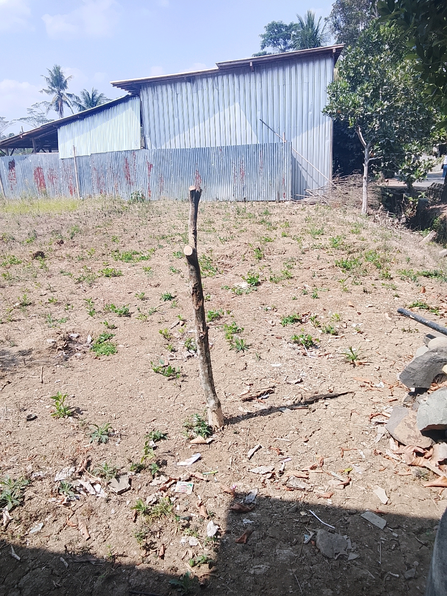 The image depicts an outdoor scene, likely in a rural or semi-rural area within Tayem, Indonesia. The foreground is dominated by dry, parched earth with sparse, low-lying green vegetation. A single, roughly cut wooden post stands vertically in the center of the frame, casting a shadow. Scattered across the ground are dry leaves, debris, and what appear to be small fragments of paper or plastic.
In the background, a long, corrugated metal building with a sloped roof is visible. A fence made of similar corrugated metal runs along the front of the building and extends to the left. To the right of the building, a mature tree with dense green foliage is present. The sky above is clear and blue, suggesting a sunny day. The overall impression is one of a dry, somewhat neglected outdoor space with a utilitarian structure in the background. There are no people or animals visible in the image.