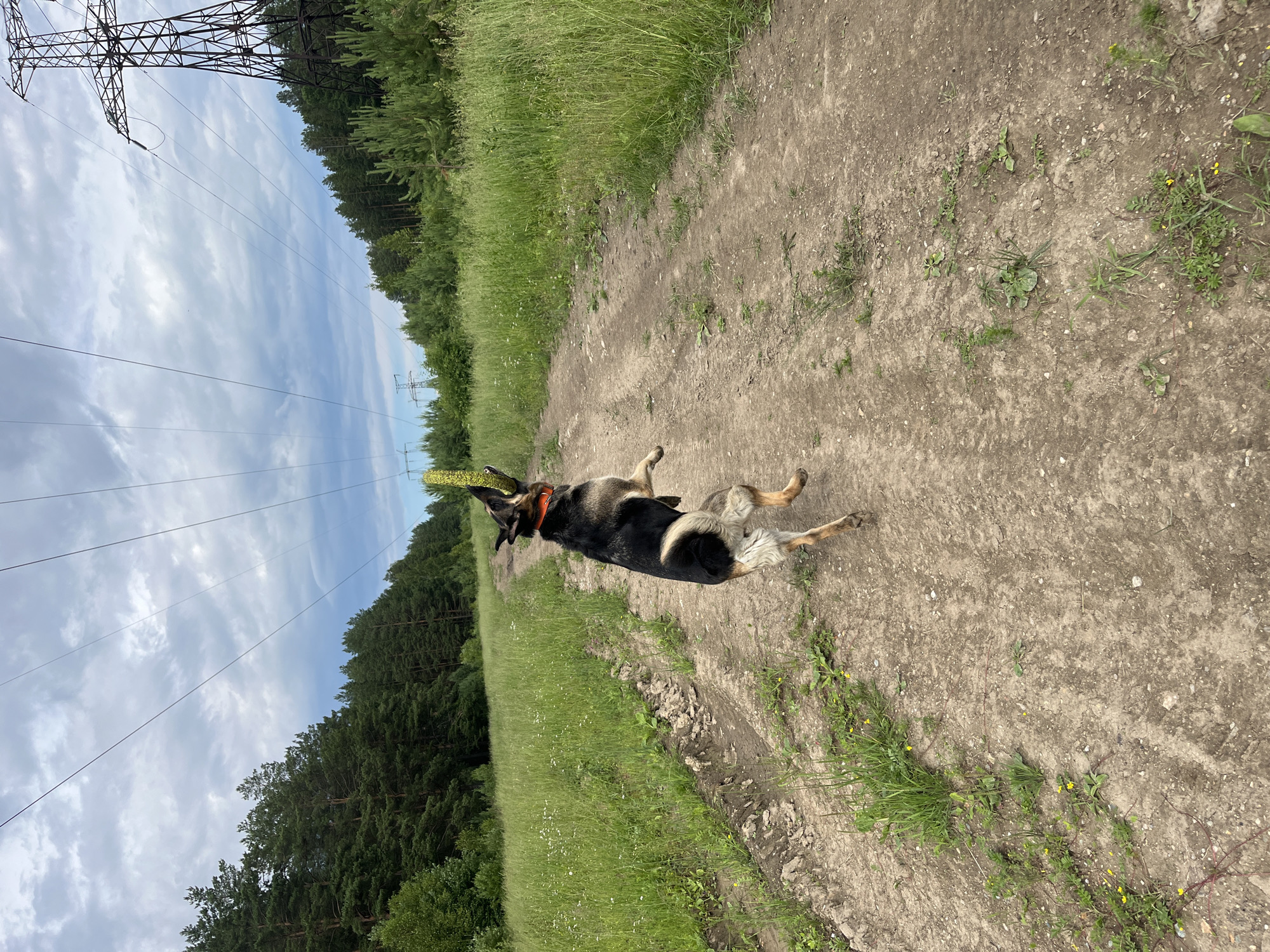 A German Shepherd dog is captured mid-air, jumping to catch a yellow toy in a grassy field. The dog is wearing an orange collar. A dirt road stretches ahead, bordered by tall green grass and a dense forest. In the background, power lines crisscross the cloudy sky, supported by tall metal towers. The scene is set in an outdoor, rural environment.
