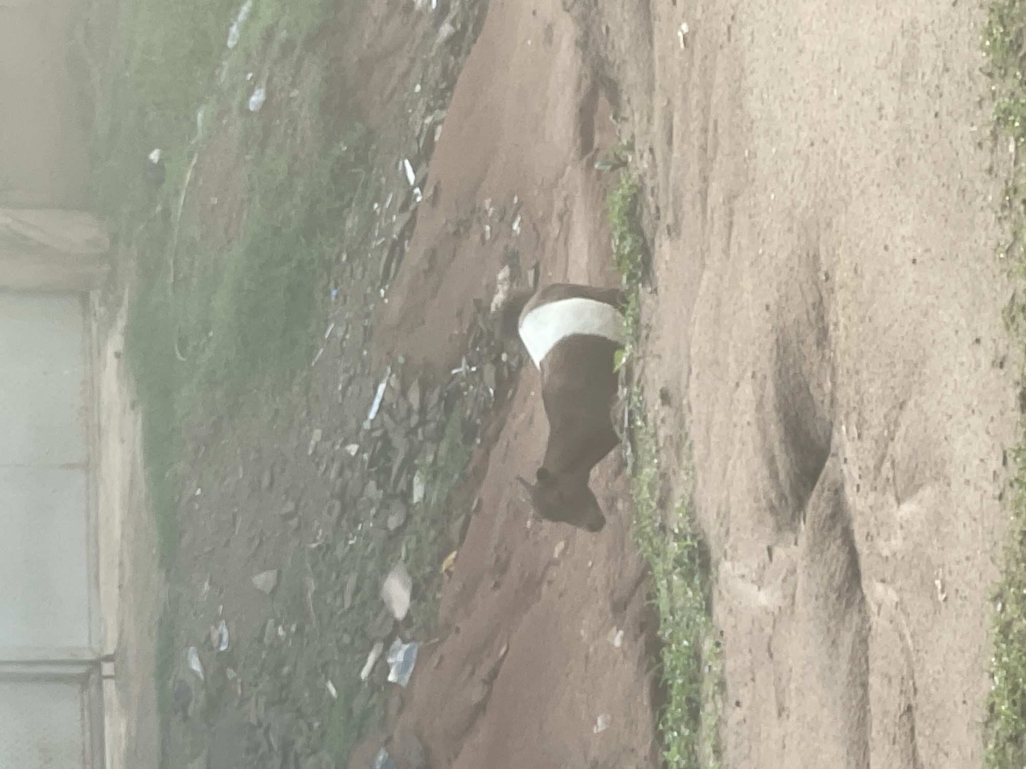The image depicts a rural or semi-urban outdoor scene in Jalingo, Nigeria. The primary subject is a small goat, dark brown or black in color with a prominent white band around its midsection, positioned in the lower-middle right quadrant of the frame. The goat has visible horns and is facing left, appearing to graze or observe its surroundings.
The immediate foreground consists of uneven, light brown, sandy or dirt ground with sparse patches of green vegetation. In the middle ground, behind the goat, is a significant slope or hill composed of reddish-brown earth. This slope is littered with various pieces of debris, including what appears to be discarded plastic bags, paper, and other refuse. Scattered green vegetation is also present on and around the slope.
In the upper background, more green foliage is visible on the upper part of the slope, suggesting an area with more established plant growth. Faintly visible at the top of the image are parts of what could be a light-colored wall or building, possibly with a metal fence or gate structure in front of it, indicating human infrastructure in the distance. The lighting suggests an overcast day or an early morning/late afternoon scene. No people are visible in the image. The overall environment appears unkempt and shows signs of discarded waste.