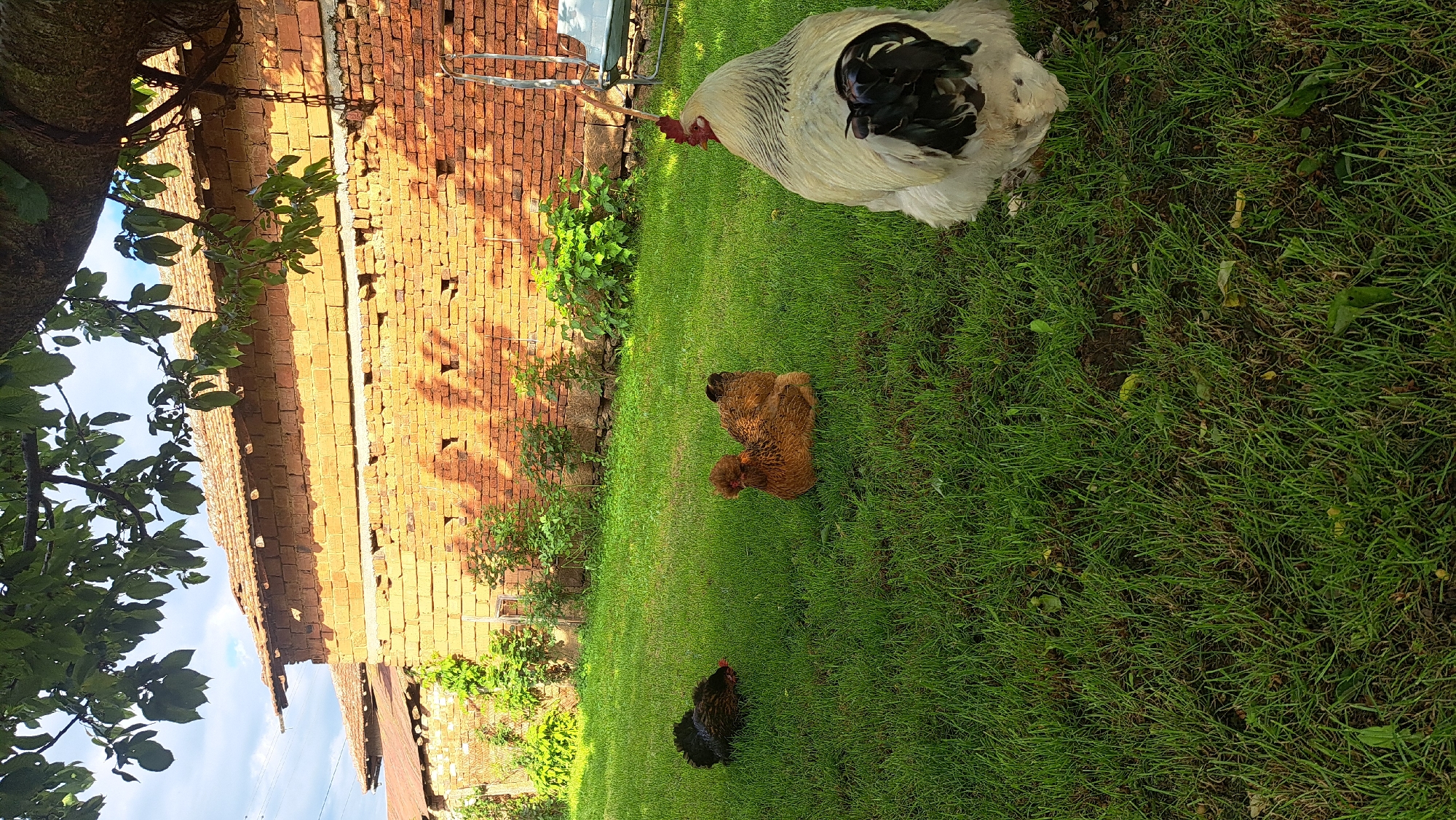 A ground-level outdoor shot shows a brick building on the left with the eaves visible. A large white and black chicken stands on a grassy area in the upper right corner. Two additional chickens, one brown and one black, are positioned on the lawn below.