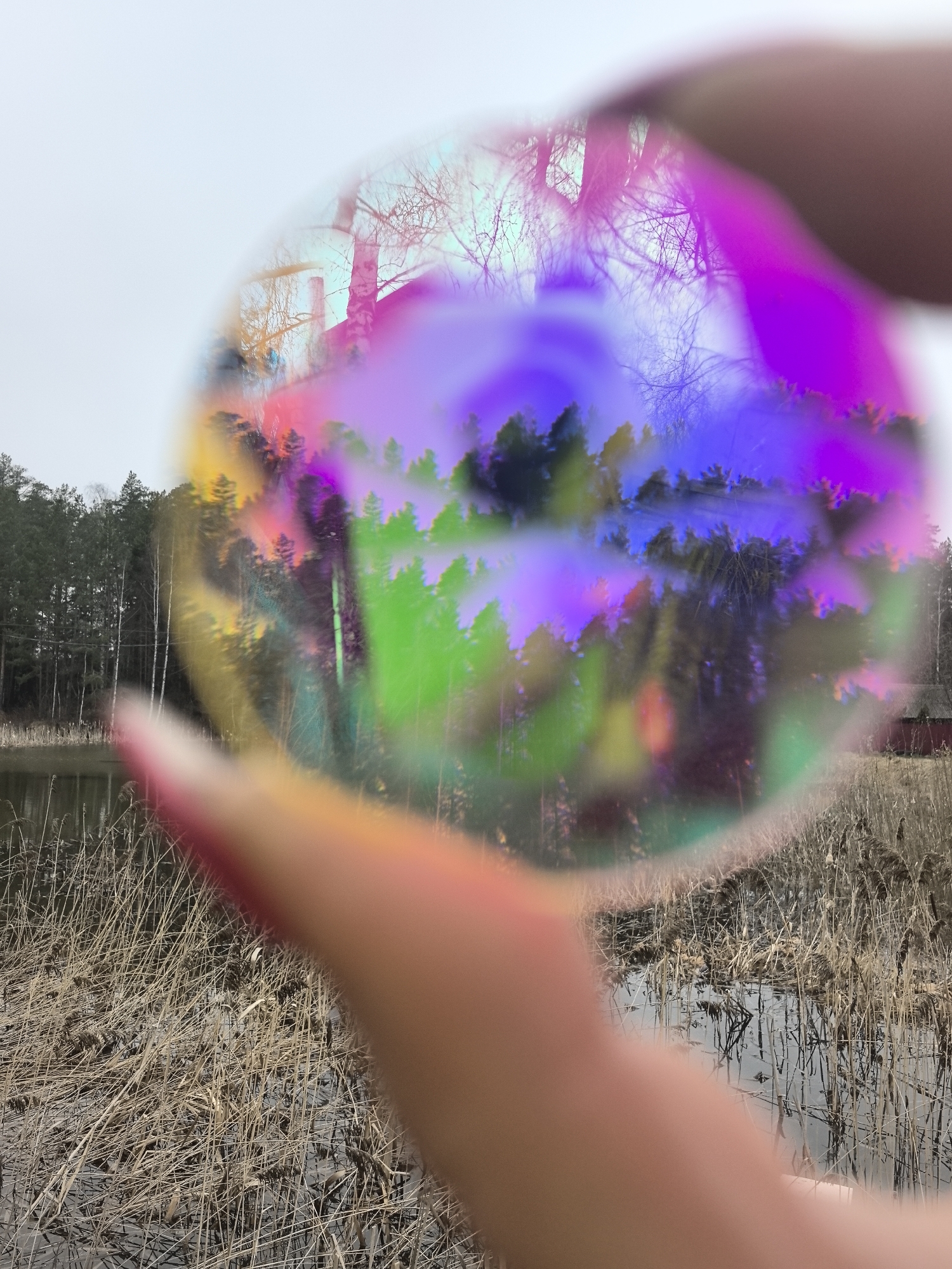 The image depicts a landscape scene through a circular, possibly glass or plastic, lens held by a person's fingers. The lens refracts the light, creating a rainbow-like effect across the image. The background shows a swamp or marshy area with tall, dried reeds and still water. A forest line is visible in the distance, with a mixture of evergreen and deciduous trees. Part of a small red structure, possibly a shed or cabin, is visible on the right side of the image. The sky is overcast, suggesting a cloudy day. There are no people visible in the background landscape. The location is likely Noviy, Russia due to the boreal climate and landscape similarities. The subject's finger is in the foreground, slightly out of focus.