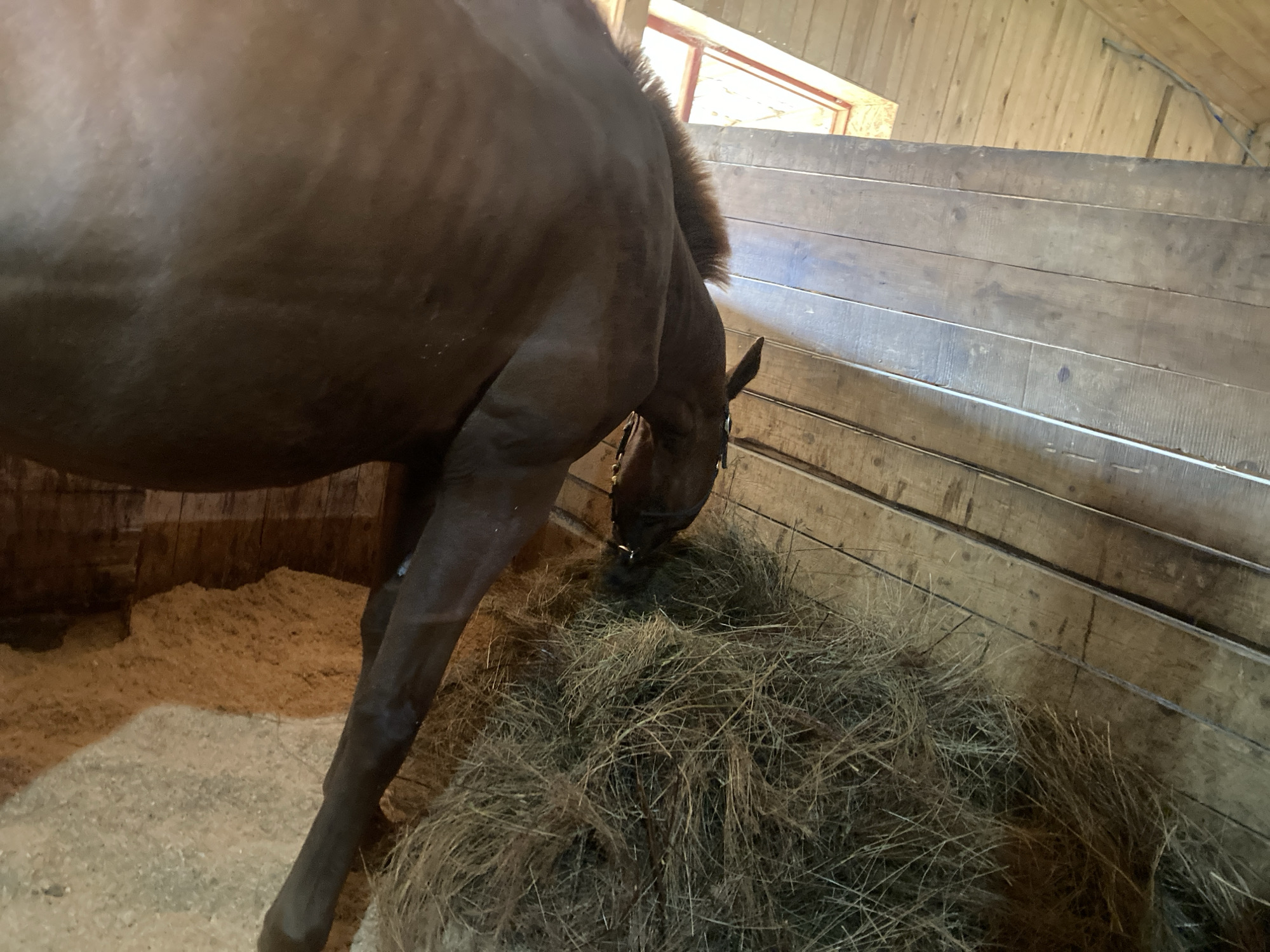In a dimly lit stable in Besedy, Russia, a brown horse is positioned in the center of the frame, facing downwards towards a pile of hay. The horse's head is partially obscured by the hay, with only its muzzle and part of its halter visible. Its body, a rich brown, is the dominant feature, with visible muscle definition. The stable environment is constructed from weathered wooden planks, forming the walls and partitions. The floor is covered with a layer of light-colored sawdust or bedding. In the upper portion of the image, a section of a wooden roof is visible, with a window or opening allowing a soft light to enter. The overall impression is one of a typical, functional stable setting, focusing on the horse's interaction with its food.