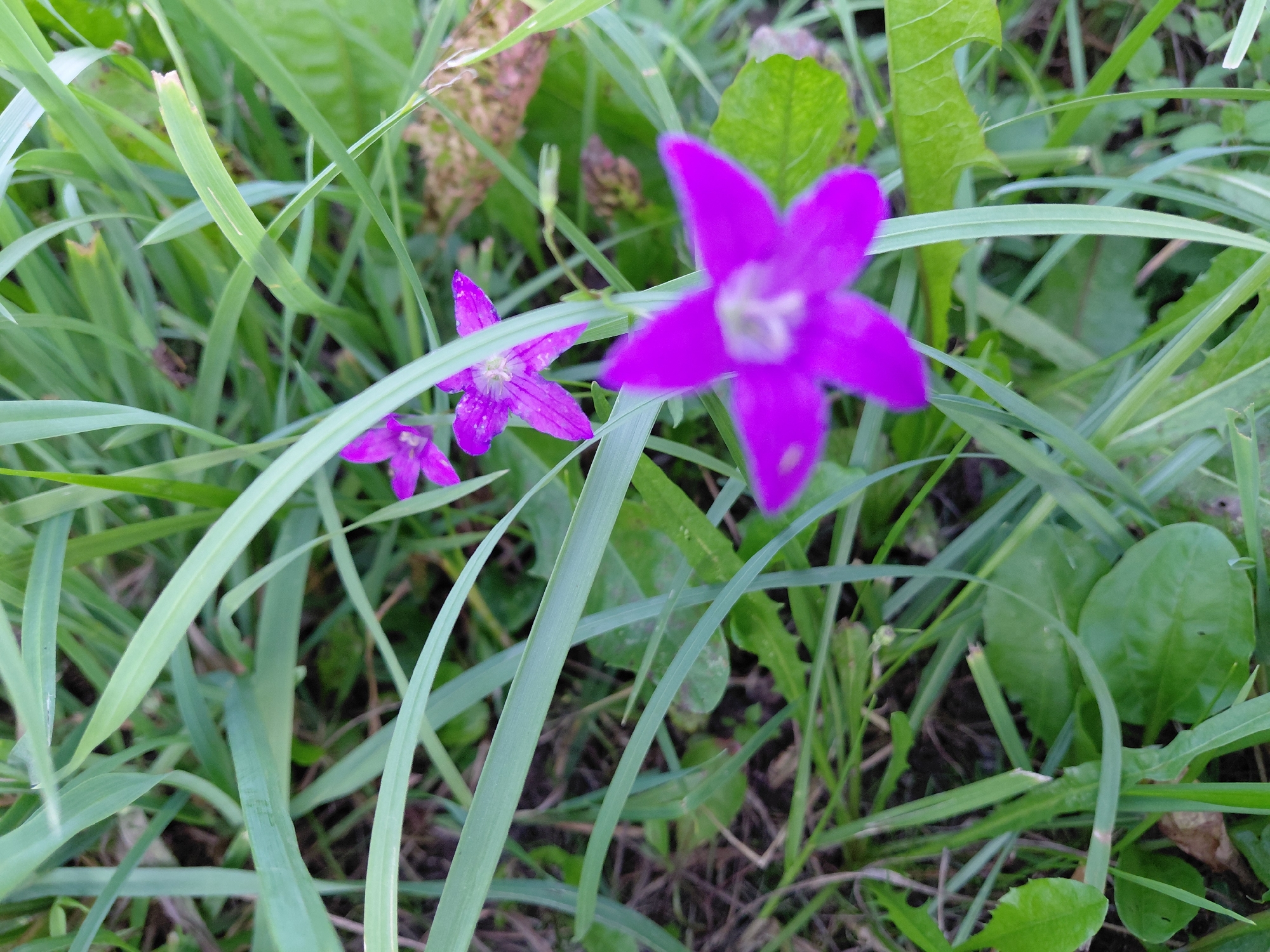A close-up, low-angle shot captures a patch of greenery in Malinovka, Russia, dominated by tall, slender blades of grass. Amongst the foliage, three vibrant purple bell-shaped flowers are visible. The largest and most prominent flower is in the foreground, slightly out of focus, with five distinct petals and a pale center. To its left and further back, two smaller, similar purple flowers are also present, appearing sharper in detail. The background consists of blurred green leaves and the dappled sunlight filtering through the dense vegetation, creating a natural, outdoor scene.