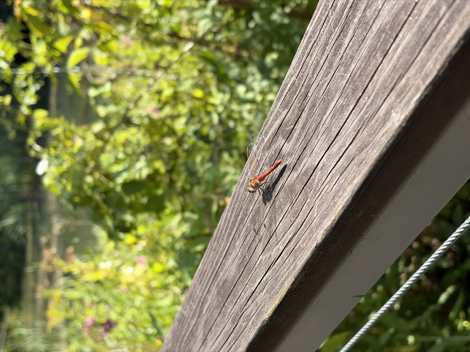 A red dragonfly with transparent wings rests on a weathered wooden railing. The railing is composed of dark brown planks with visible grain and a white support underneath. In the background, out of focus, is a lush green environment with hints of water and pink flowers. The image is taken outdoors on a sunny day. There are no people or other animals visible. The scene appears to be a natural setting near a body of water, possibly a park or a garden. The location is not specified to be Moscow, Russia.