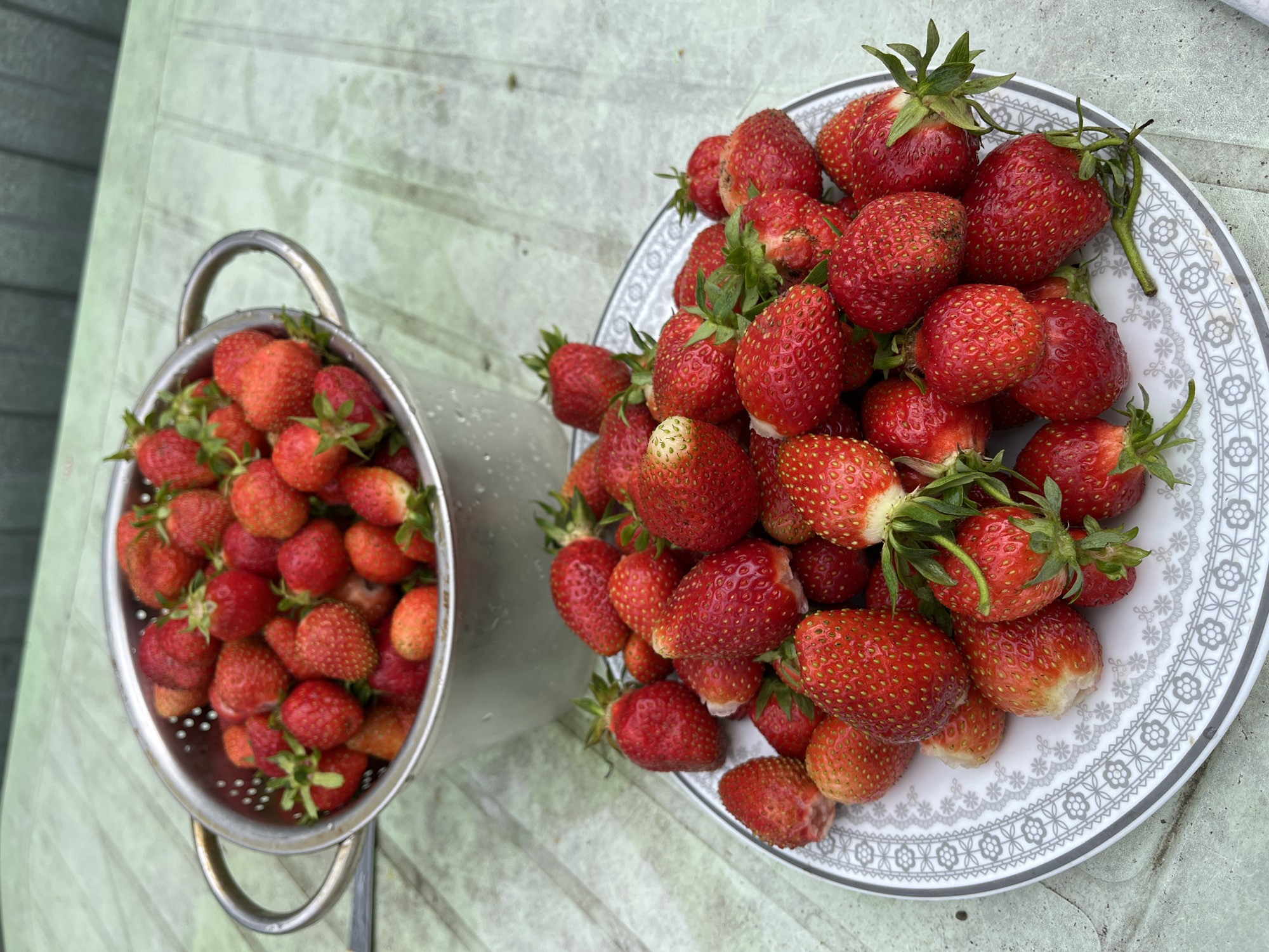 In Novocheremshansk, Russia, a substantial quantity of freshly harvested strawberries is displayed on an outdoor surface. In the background, a silver-colored stainless steel colander, approximately half-filled with red strawberries, rests slightly to the left. The colander features small drainage holes and two handles, and appears to have residual moisture. In the foreground, positioned to the right, a white circular plate with a decorative grey and white patterned border holds a large pile of ripe and near-ripe strawberries. These berries are predominantly crimson, with some exhibiting lighter red and pale green patches, and many retain their intact green calyxes and short stems. Both the colander and the plate are situated on a light green, horizontally textured surface, likely an outdoor table or paneling. The background beyond the table is an indistinct dark green or grey structure. No individuals are visible in the scene.