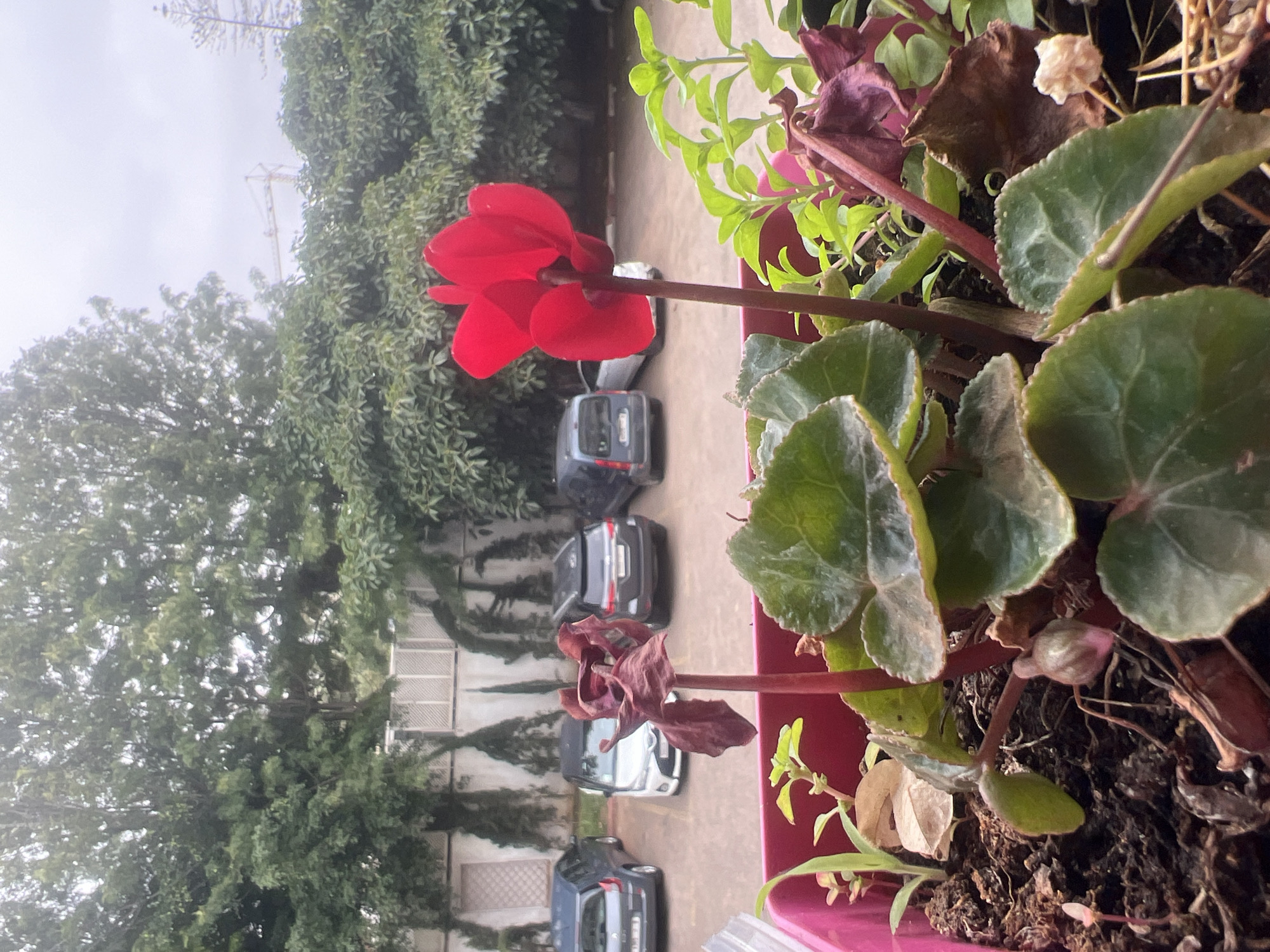 This image captures an outdoor urban scene in Casablanca, Morocco, featuring a close-up of a potted plant in the foreground, a parking lot in the midground, and a dense tree line under an overcast sky in the background.
In the immediate foreground, a pink rectangular planter box is filled with dark, rich soil. A vibrant, red cyclamen flower is prominently in bloom, standing upright with its petals curled upwards. To its left, another cyclamen flower is visibly wilted, appearing dry and dark reddish-brown. The cyclamen plant displays several large, dark green leaves with lighter, veined undersides. Additionally, smaller green plants and some dried organic matter are present within the planter.
The midground reveals a paved parking area where multiple cars are parked. From left to right, a dark grey/blue hatchback (likely a Renault Clio-style vehicle), a white hatchback (resembling a Toyota Yaris), and a dark grey SUV (possibly a Dacia Duster) are discernible. A fourth dark vehicle is partially visible on the far right. Behind the vehicles, a light-colored building facade or high wall with distinct vertical slatted sections is present, bordered by dark, narrow, conical shrubs or trained climbing plants.
The background is dominated by a dense and varied canopy of green trees, suggesting a significant natural or cultivated green space. Above the tree line, the sky is a uniform, light grey, indicating an overcast or cloudy day. On the far right, a tall, slender, pointed tree (possibly a cypress or pine) stands against the sky. A distant yellow construction crane is visible above the trees, slightly left of the pointed tree, indicating ongoing development in the area. No people are visible in the scene.