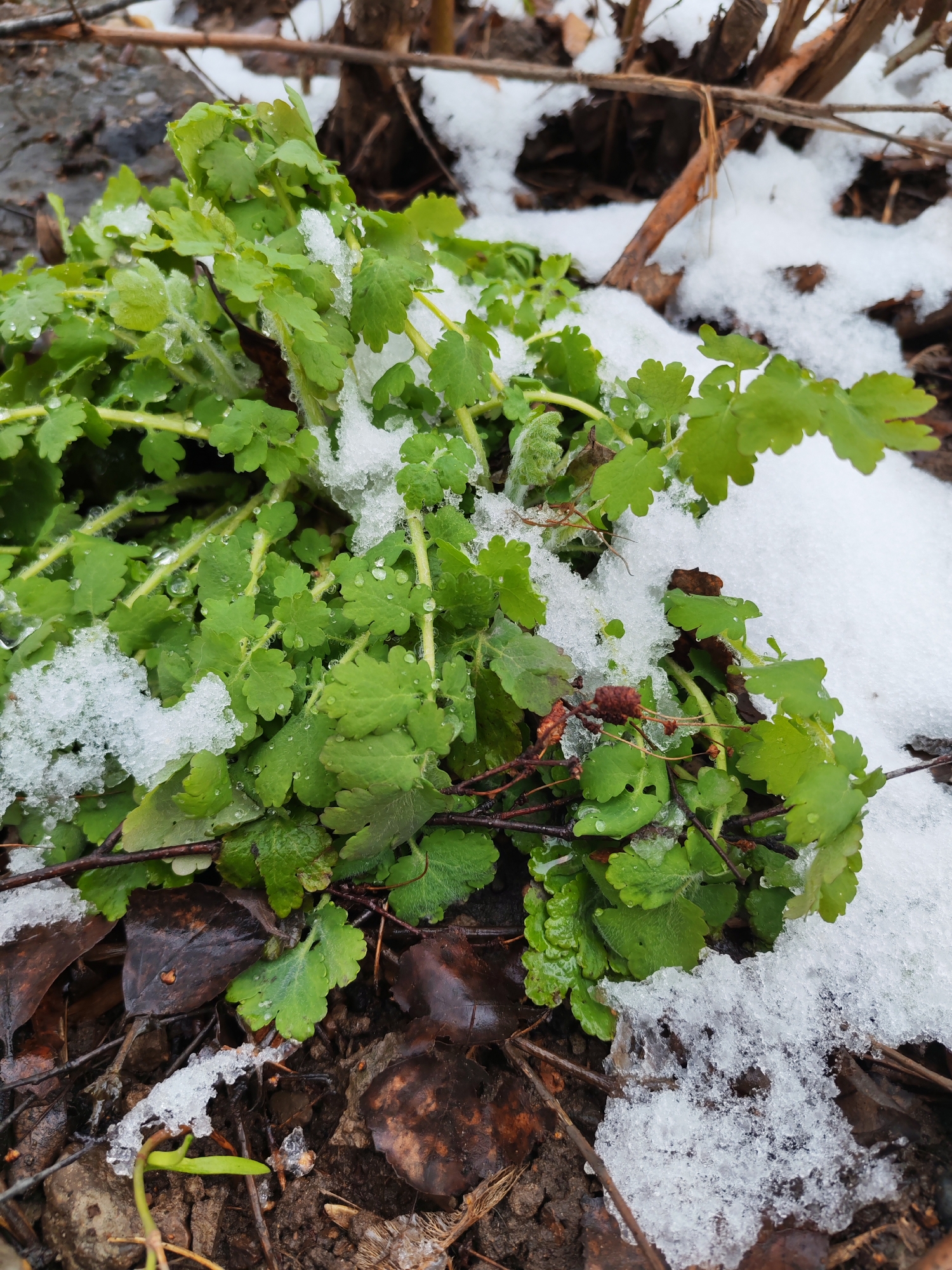 The image shows a patch of ground cover vegetation with snow on and around it. The vegetation has round, scalloped leaves and green stems. Patches of snow are present both on top of and beside the greenery. The ground is dark and muddy. There are also some fallen brown leaves and thin, brown branches scattered in the scene. The background features a glimpse of bare branches. There is no visible indication of the location being Izhevsk, Russia, or any people or actions taking place.