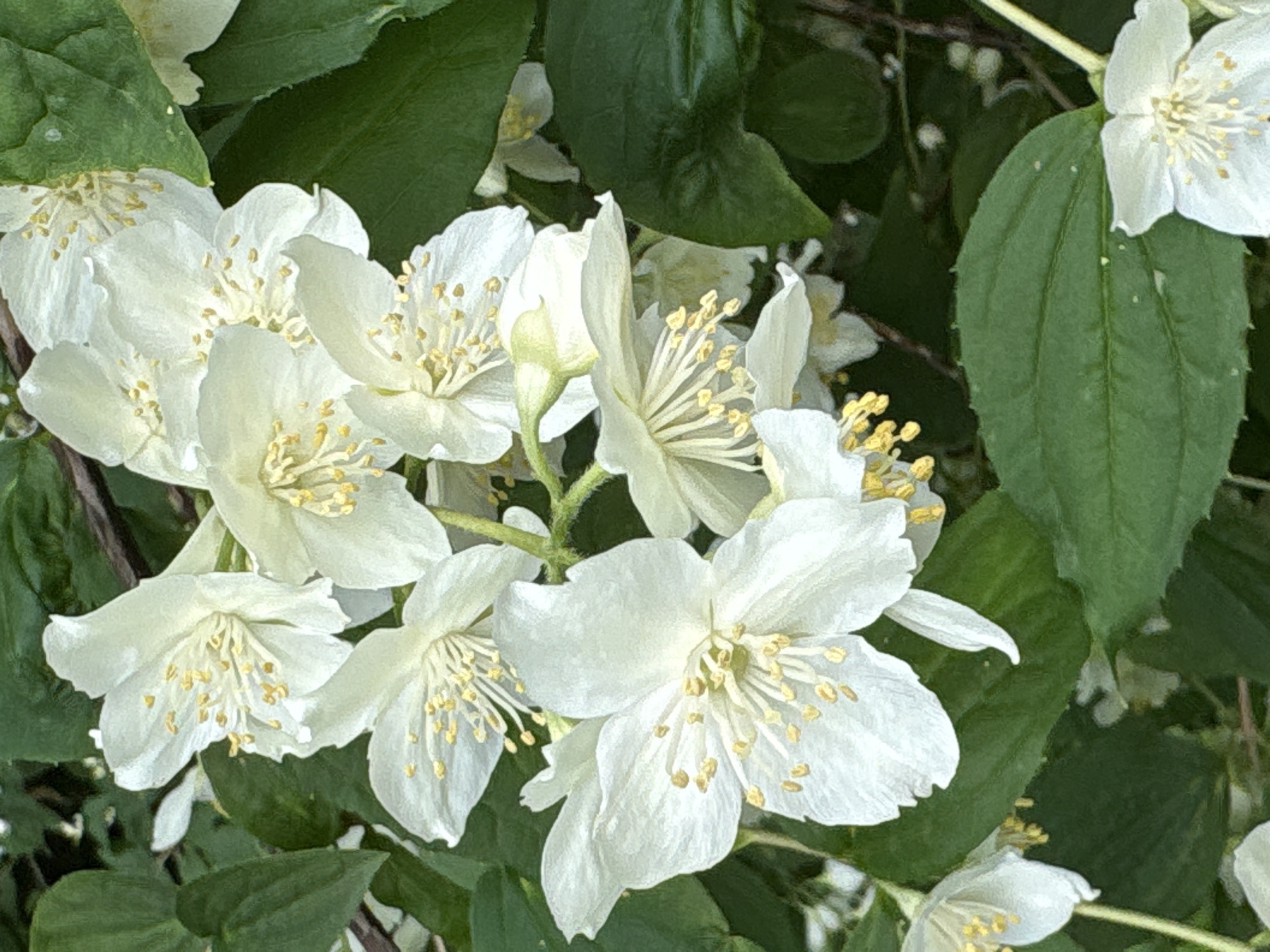 A close-up, vertical shot captures a cluster of white jasmine flowers against a dark green, leafy background. The flowers are the main subject, with their delicate white petals and numerous yellow stamens. Some of the flowers are fully open, revealing their intricate centers, while others are partially closed or in bud. The leaves are broad and dark green, providing a lush contrast to the bright white blossoms. The lighting appears to be natural, likely daylight, casting soft shadows and highlighting the textures of the petals and leaves. There are no people or discernible man-made structures in the image, suggesting a natural setting. This scene could be found in any of Saint Petersburg's numerous parks and gardens, such as the Summer Garden or the Botanical Garden, during the flowering season of jasmine.