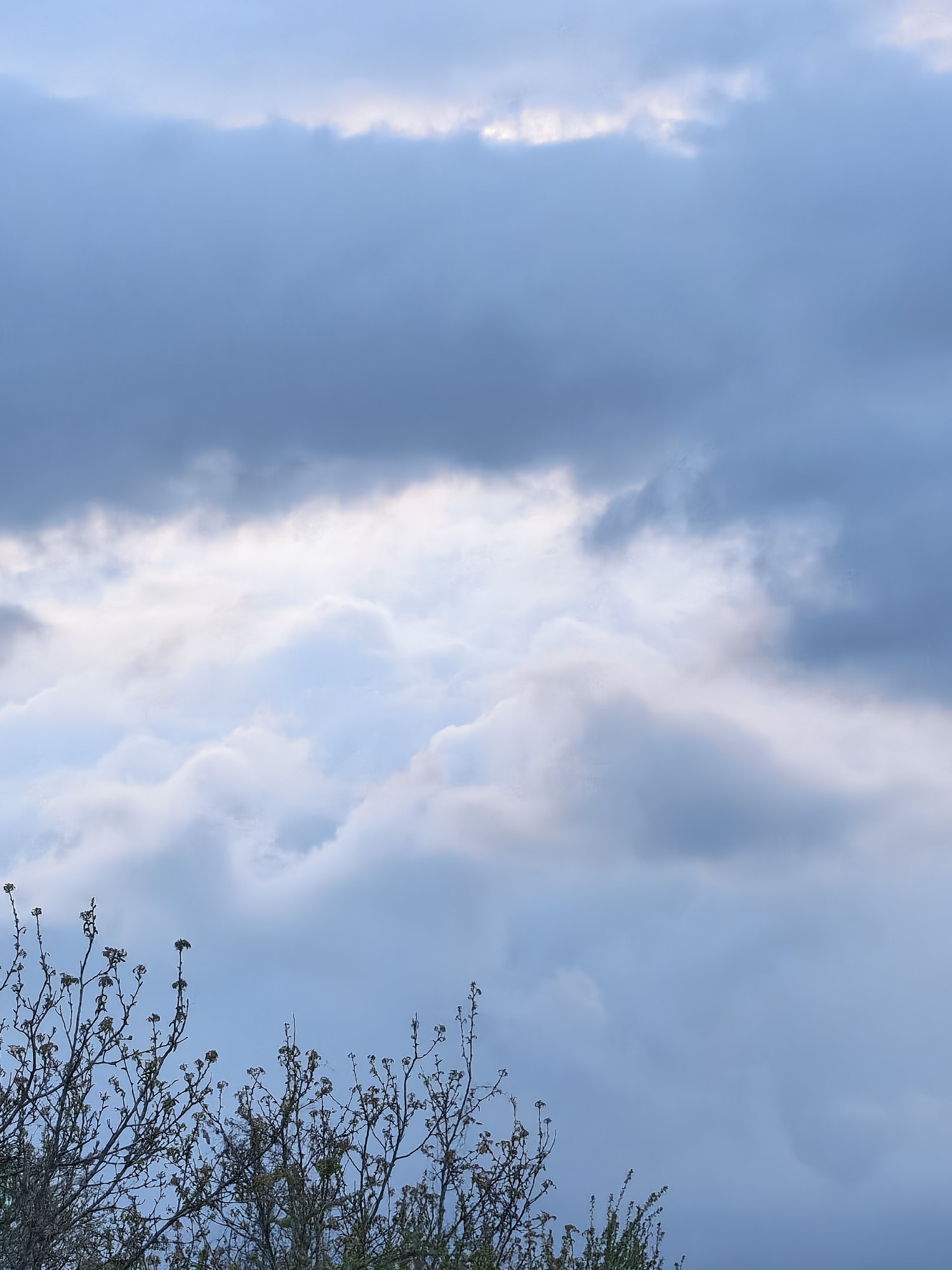 The image captures a serene outdoor scene dominated by a cloudy sky and the silhouetted branches of a tree or shrub in the foreground. The sky is filled with voluminous clouds displaying a range of blues, grays, and whites. Darker, denser clouds are present in the upper and middle sections, while brighter, almost glowing white and light blue clouds are visible in the central and lower-mid sections, suggesting sunlight is breaking through or illuminating them from behind. These lighter clouds exhibit soft textures and gentle undulations.
Across the bottom portion of the frame, the intricate network of bare or sparsely leafed branches of a tree or shrub is silhouetted against the lighter sky. These branches have small buds or dried foliage, indicating a period outside of full leaf, possibly late winter or early spring. The lighting suggests either early morning or late afternoon, creating a soft, diffuse atmosphere. No human activity or visible text is present.