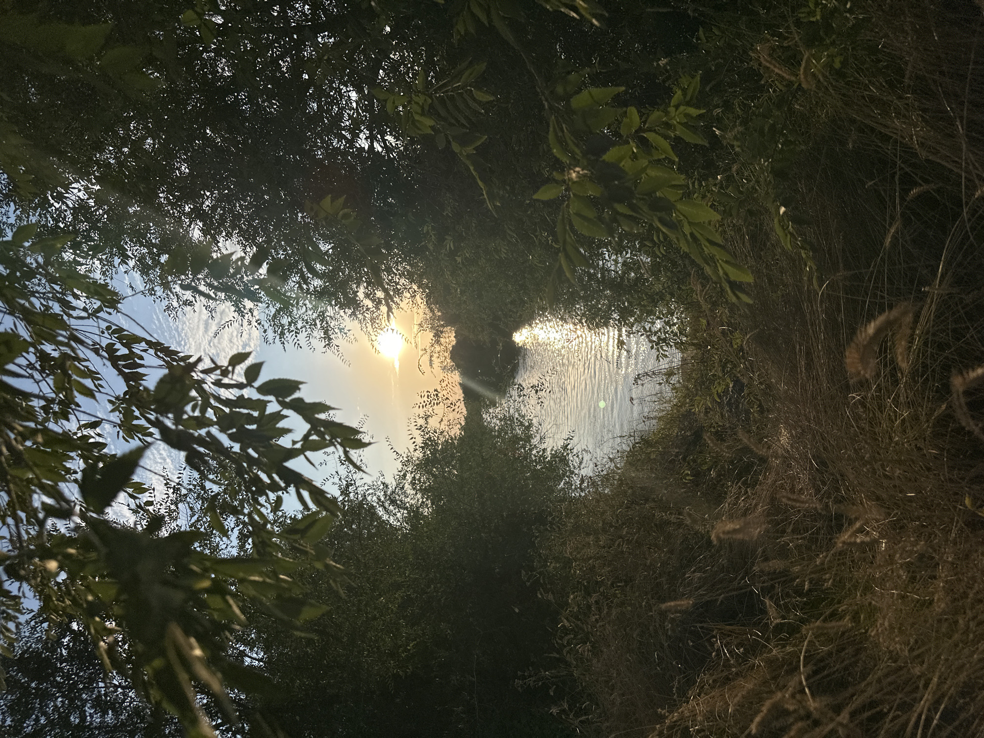 A serene view of a river winding through a lush green landscape is captured at sunset. The sun, a bright orb, is low on the horizon, casting a golden glow across the water's surface and creating shimmering reflections. Dense trees with dark green foliage frame the scene on both sides, their branches reaching towards the sky. In the foreground, dry, tall grasses create a rustic border. The sky above is a soft blue, with wisps of white clouds. The overall atmosphere is one of tranquility and natural beauty. This scene is located in the city of Energetik, Russia.