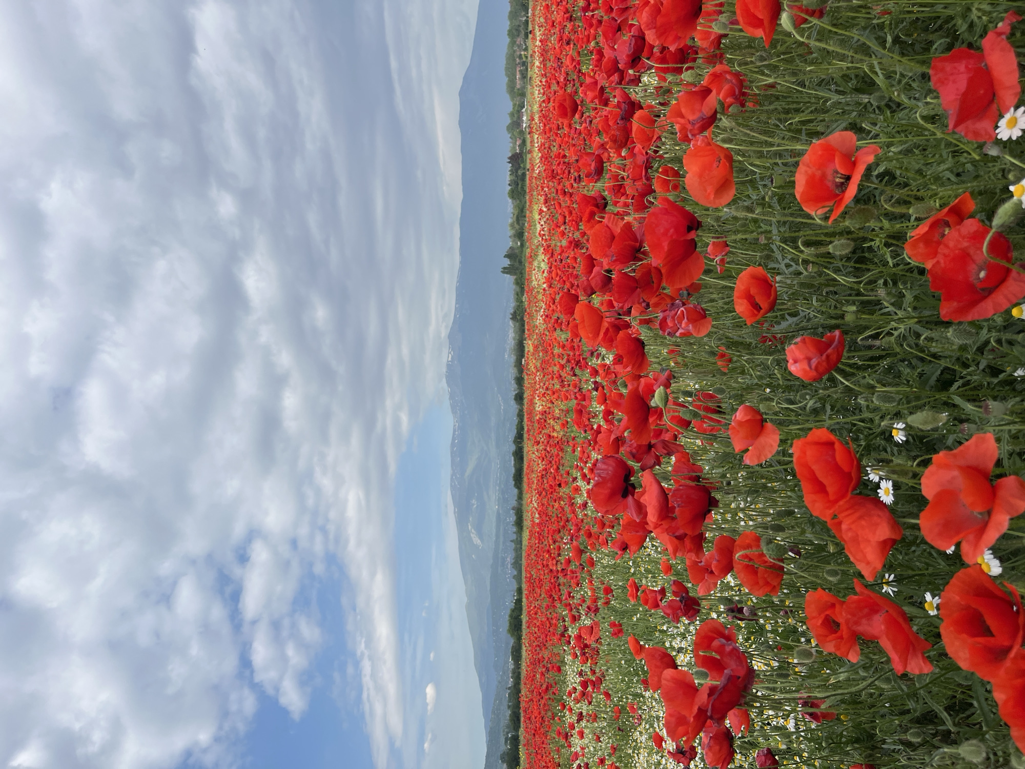 A photograph, oriented vertically, depicts a field of red poppies intermixed with white daisies in Kazichene, Bulgaria. The foreground is dominated by a dense growth of these flowers. The sky, partially covered with puffy white clouds, takes up a significant portion of the left side of the image. In the mid-ground, a mountain range is visible. The horizon line is slightly tilted. There are no people visible in the photograph.