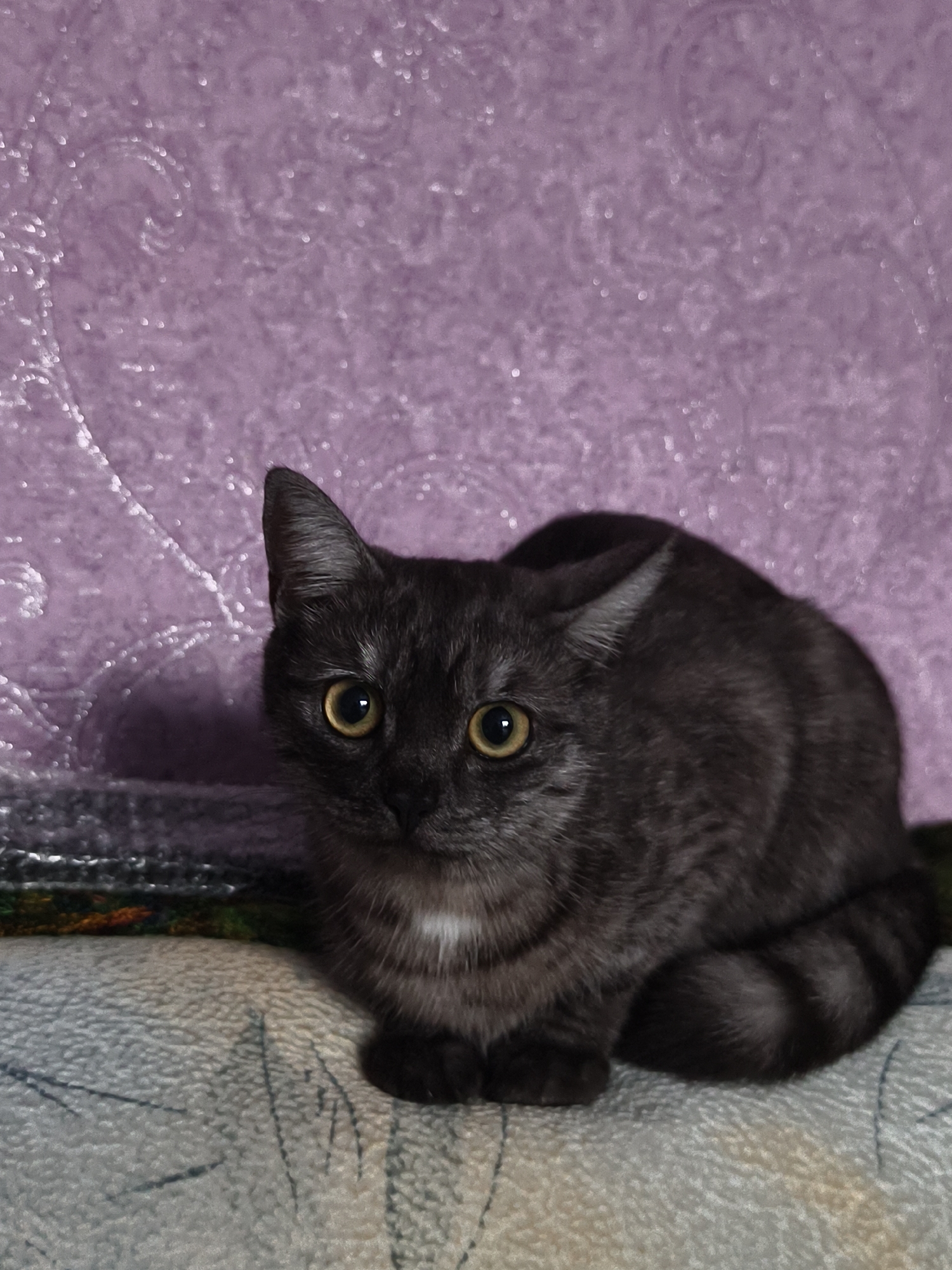 A dark-colored cat with bright yellow eyes is curled up on a patterned surface, possibly a couch or blanket. The cat has a patch of white fur on its chest. Behind the cat is a textured, purple wall with a subtle swirling pattern. The image appears to be an indoor scene. There is no indication of the city of Семилетка, Russia in the image.