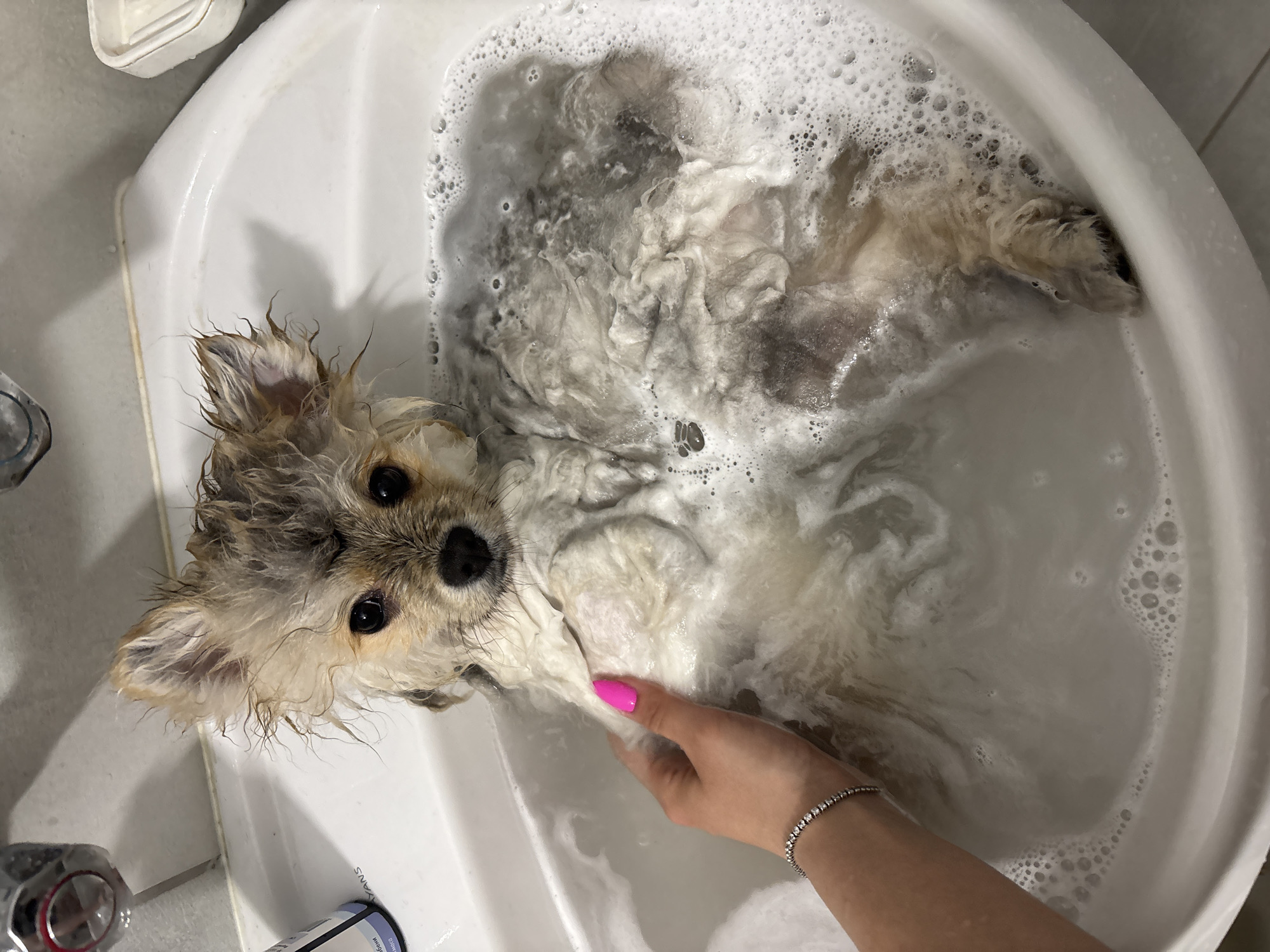 A wet, light brown and white fluffy dog is being bathed in a white sink. The sink is filled with soapy water and bubbles. A person's arm is visible, with a hand gently holding the dog. The person is wearing a bracelet and has pink nail polish. The location is not identified, and therefore it is not possible to determine whether it is in Plovdiv, Bulgaria.