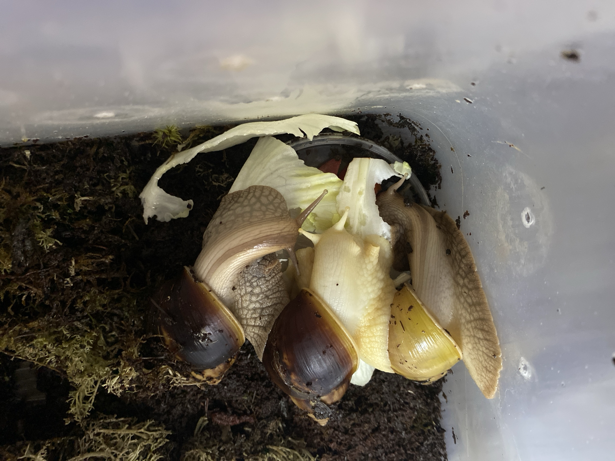 The image displays three large land snails within a clear plastic terrarium, viewed from a slightly elevated angle. The snails are actively gathered around and partially on a small, dark bowl filled with fresh, torn lettuce leaves, indicating they are feeding.
The snail on the far left has a prominent, dark brown, glossy shell and a textured, light brown body that blends with the dark soil and moss substrate. Next to it, a second snail, also with a dark brown shell, has a lighter, greyish-brown body and its tentacles are extended towards the lettuce in the bowl. On the right, a third snail is visible, distinguished by its lighter, yellowish shell and a pale, creamy white body, with its tentacles also reaching for the food.
The floor of the enclosure consists of a dark, damp substrate, featuring visible patches of green moss. The clear plastic walls of the terrarium exhibit moisture droplets, smudges, and small dark specks of debris. The upper section of the image is blurred, showing reflections of light or a muted, cloudy sky-like view, likely from the environment outside the container or its lid. There is no visible text in the image.