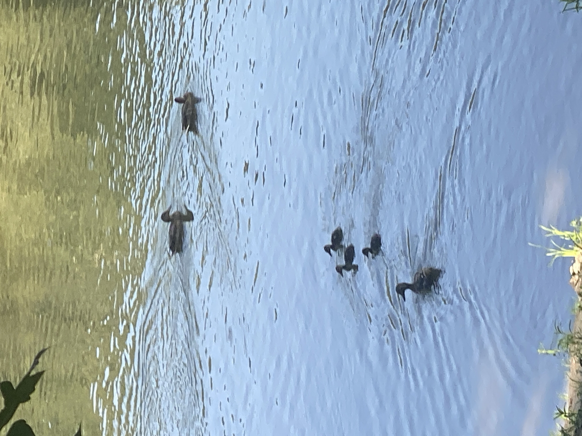 The image shows a body of water with several ducks swimming. The water is a pale blue and has ripples. The background is a blurred green, suggesting trees or foliage. There are six ducks visible in the image. Two ducks are in the upper part of the image, further away. Four ducks are in the lower part of the image, closer to the foreground. One duck in the foreground is facing left. The scene is outdoors and appears to be a natural body of water. There is no indication of the specific location within Novosibirsk, Russia.