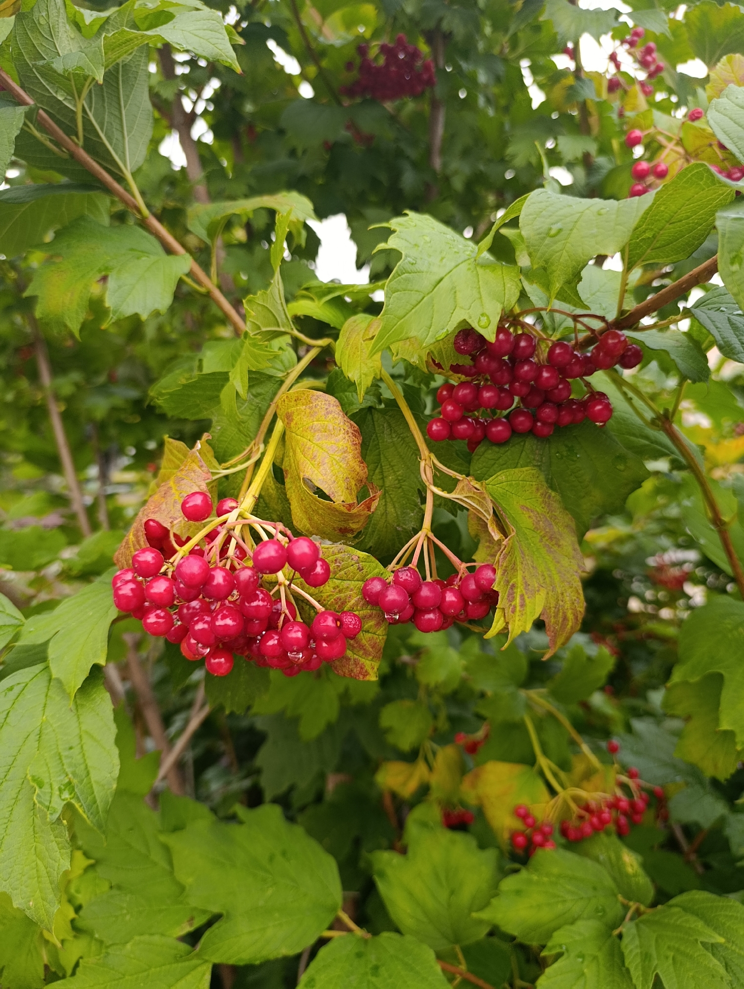 The image shows a close-up of clusters of bright red berries on a branch of a bush, surrounded by green leaves. Some of the leaves are turning yellow and show signs of browning at the edges, suggesting it might be late summer or early autumn. Water droplets are visible on some of the leaves and berries, indicating recent rain or dew. The background is blurred, showing more green foliage and the indistinct shapes of branches. There are no people or animals present in the image. The scene is likely a garden or natural setting with a focus on the ripe berries. The location is identified as Cherkasy, Ukraine.