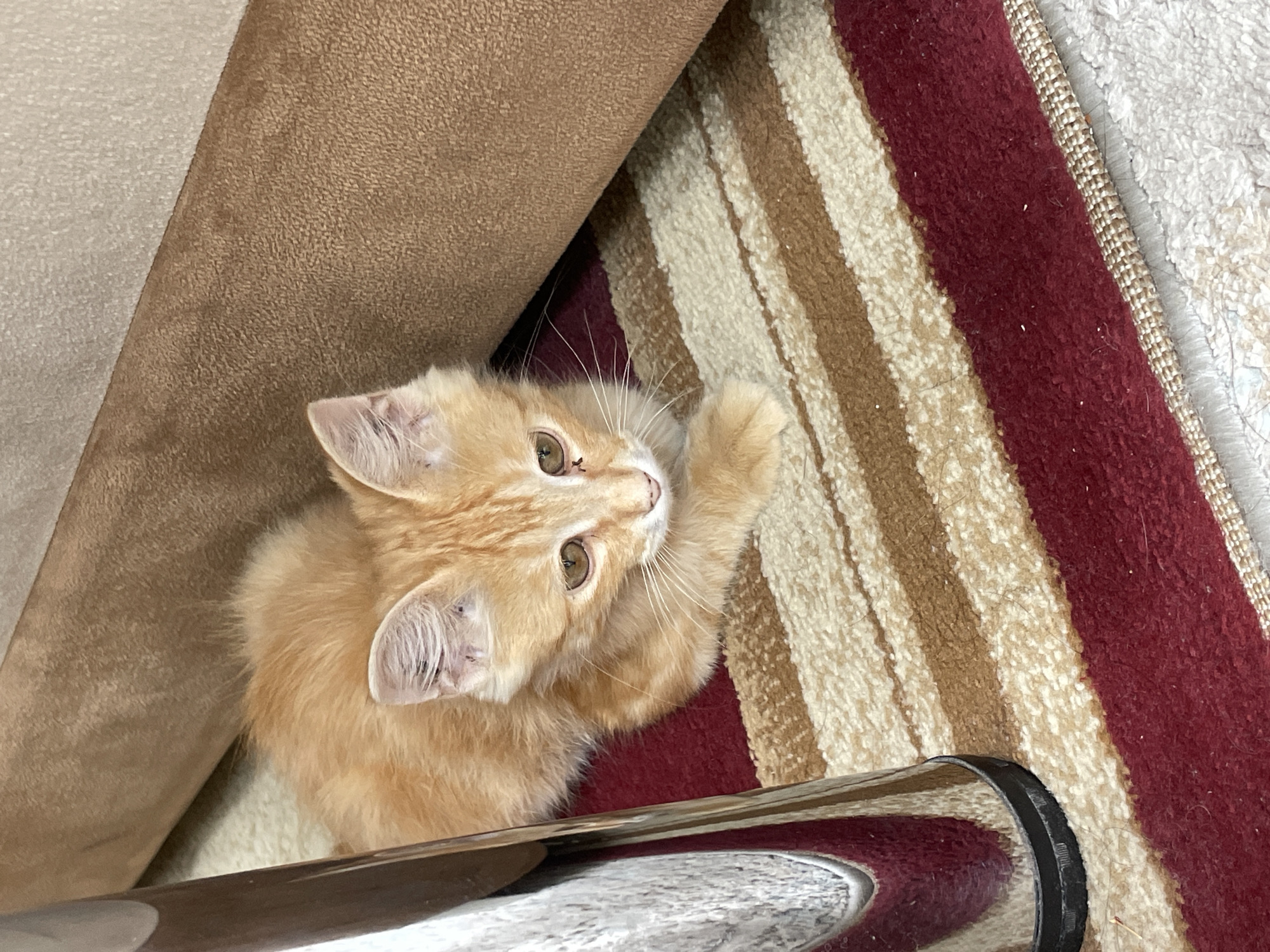 A ginger kitten is lying on a striped rug in what appears to be a residential setting. The kitten is facing the camera, with its head tilted slightly. The rug has horizontal stripes of red, brown, and cream. To the left of the kitten, there is a metallic leg of furniture, possibly a table or chair, with a reflective surface. Behind the kitten, a brown, textured material, likely upholstery of a sofa or chair, creates a backdrop. The lighting suggests an indoor environment. The location in Tashkent, Uzbekistan, is not discernible from the visual elements of the image.