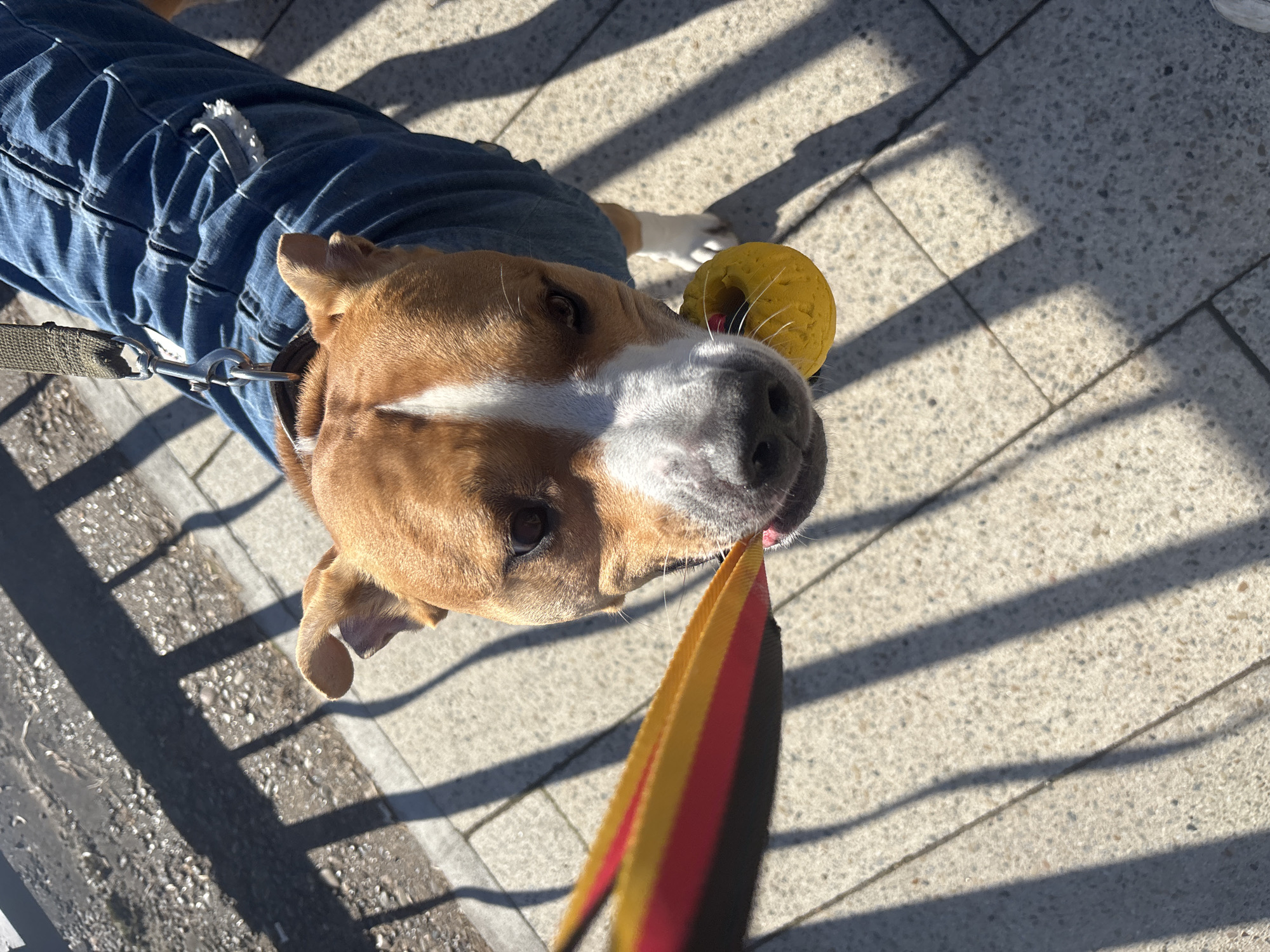 A dog with a brown and white head is looking up at the camera, wearing a blue denim jacket. It's on a leash with a black, red, and yellow stripe. The dog has a yellow ball near its head. The scene takes place outside on a paved surface with shadows of a railing. The location is Chaikovsky, Russia.