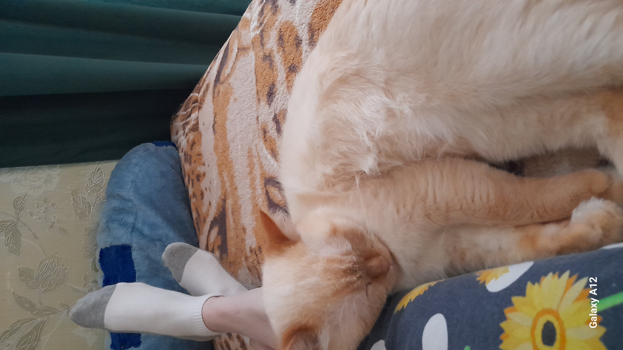 The image shows a close-up of a light-colored cat sleeping on a patterned blanket. A person's legs, wearing white and gray socks, are visible in the upper left corner of the frame. The background consists of a textured wallpaper and dark green curtains. The scene appears to be indoors, in what could be a living room or bedroom. The lighting suggests it is daytime. There is no visible indication that this image was taken in Марковский, Russia.