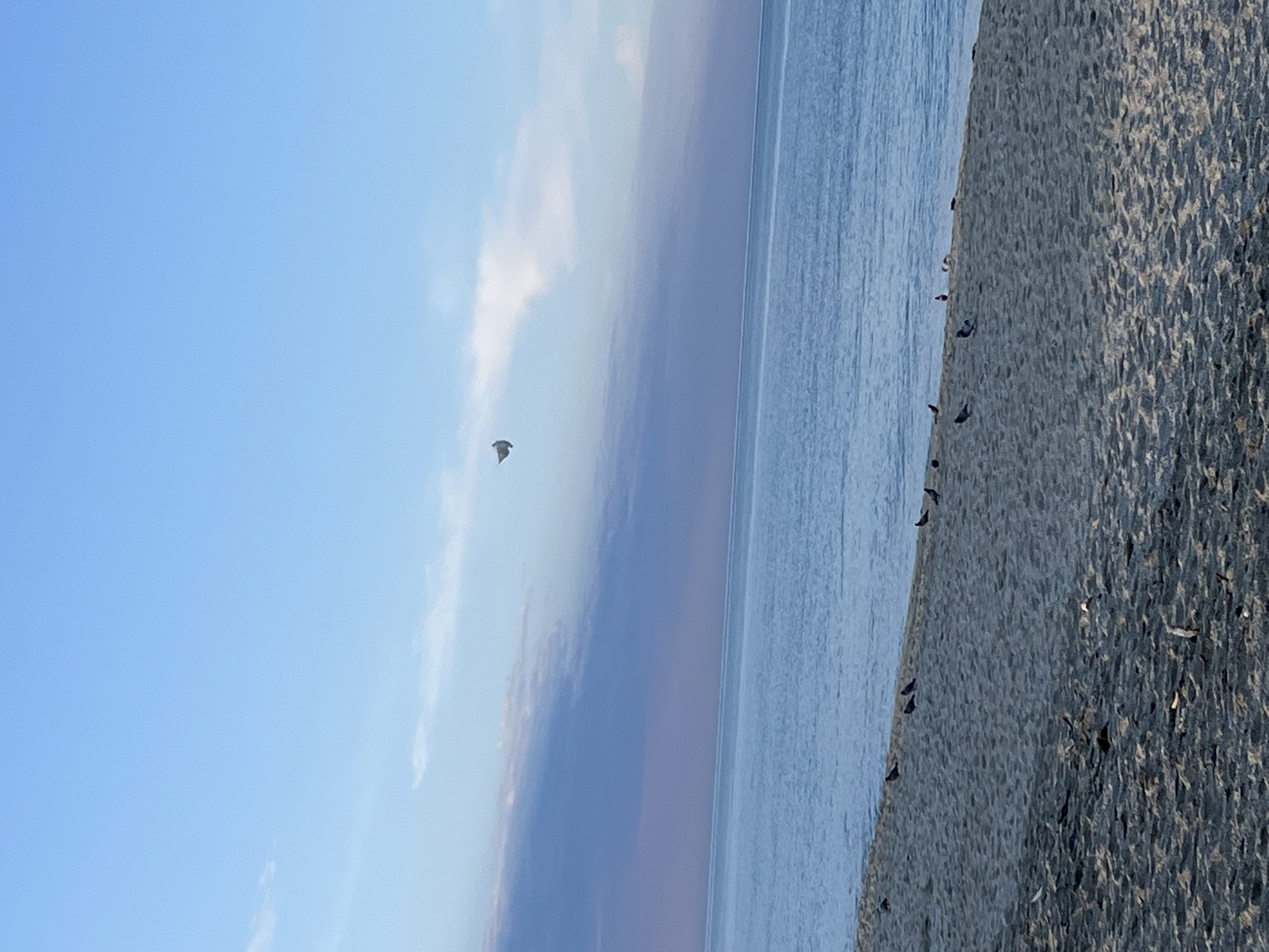 The image depicts a coastal scene in Alanya, Turkey, under a sky displaying a gradient from light blue at the zenith to purplish-grey near the horizon, indicative of dawn or dusk. The upper two-thirds of the frame consist of the sky with scattered white and grey clouds. A single light-colored, irregularly shaped object, possibly a plastic bag or a bird, is suspended in the upper left quadrant of the sky. The middle ground is occupied by a calm expanse of blue-green water, representing the Mediterranean Sea, with a distinct horizon line. The foreground comprises a sandy beach, textured with slight undulations. Approximately twelve dark-feathered birds, consistent with pigeons, are observed resting on the sand near the water's edge, distributed across the lower right and left portions of the beach. No human figures are present.