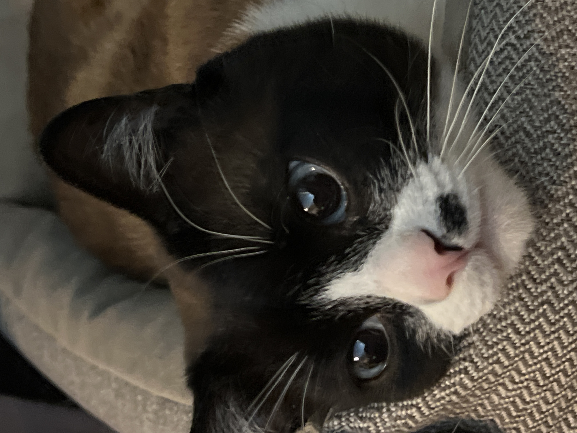 Close-up of a cat with black and white fur and blue eyes, lying on a gray, textured surface. The cat's head is tilted, with its pink nose near the surface. The background is out of focus, showing parts of a beige cushion. No information about the location in the city of Noviy, Russia is available in the image.