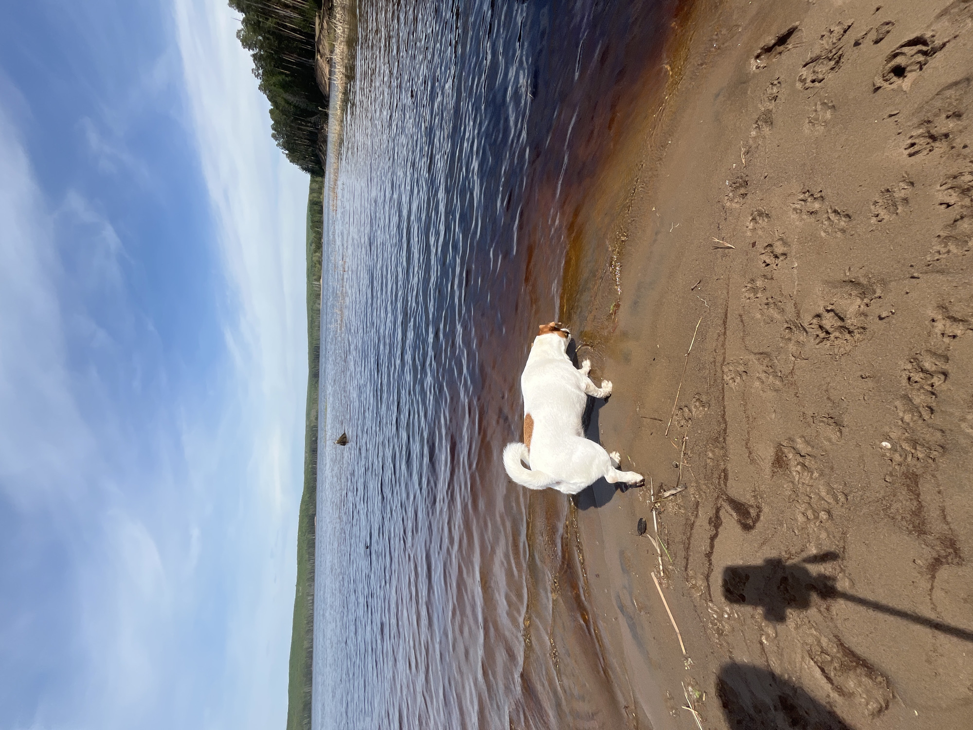 A Jack Russell Terrier lies on a sandy beach at the edge of a body of water, possibly a lake or river. The water is dark, and the beach is brown, marked with numerous animal footprints. In the background, a line of trees is visible. The sky is partially cloudy with a mix of blue and white. A shadow of a person holding a device is cast upon the beach, indicating the photograph was taken by someone standing nearby. Given the location, it is likely that the body of water is a feature near the city of Chaikovsky, Russia.