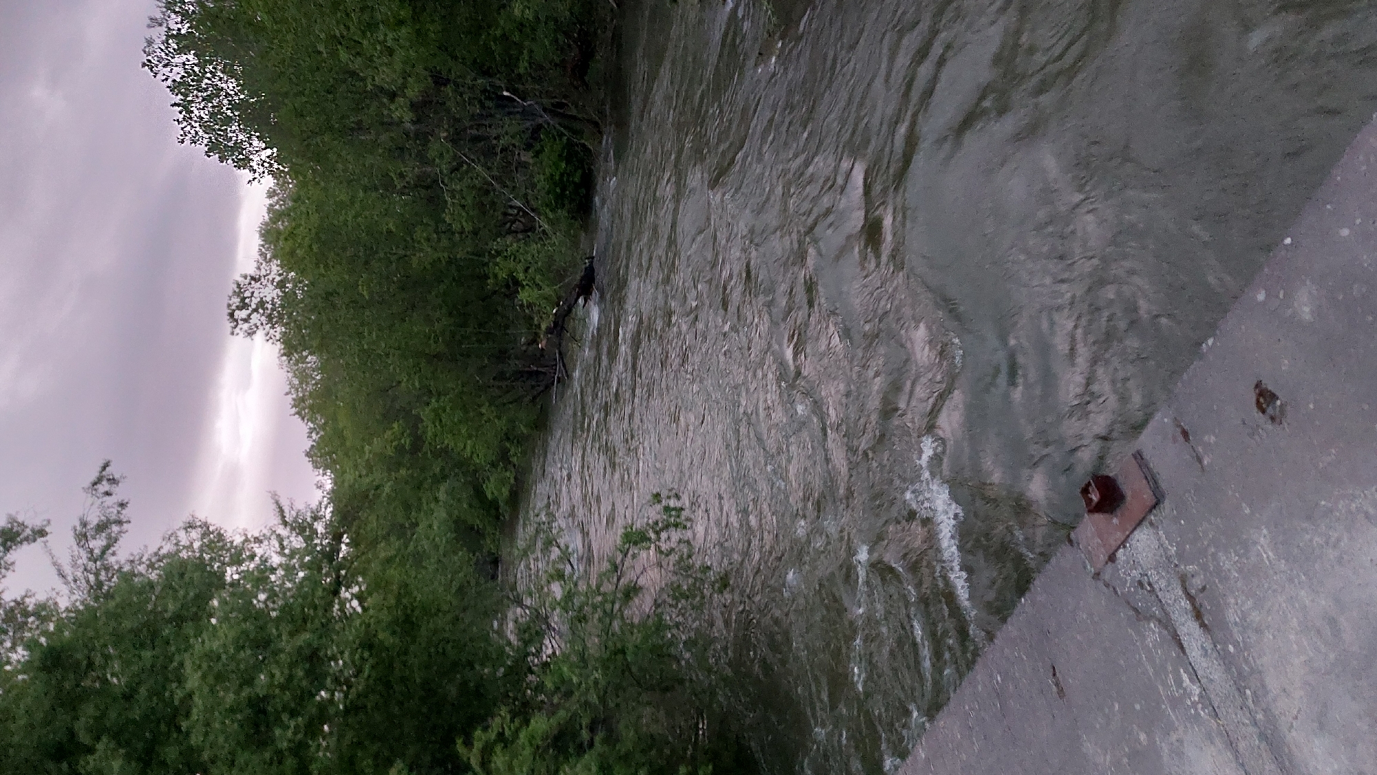 The image depicts a flowing river with lush green trees lining its banks. The sky above is overcast with a mix of purple and grey clouds. In the foreground, a concrete embankment is visible, with a rusted metal fixture attached to it. The river water is a murky green, with ripples and small waves indicating a moderate current. A fallen tree trunk is partially submerged in the river on the right side of the image. The scene appears to be a natural landscape within or adjacent to a populated area, given the presence of the embankment and fixture. The image does not contain any individuals or visible actions. The lighting suggests it might be dawn or dusk.