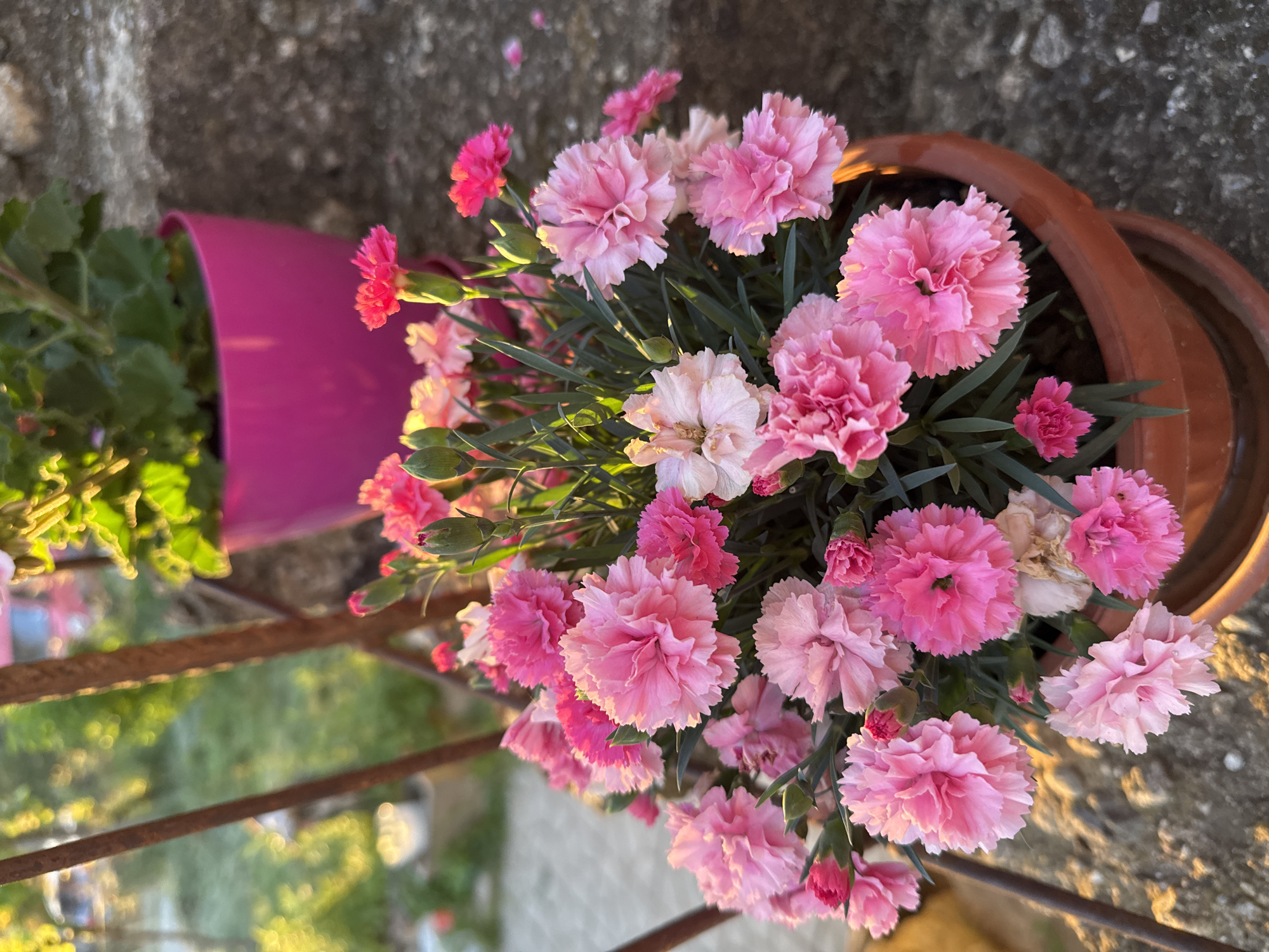 The image depicts two flower pots positioned on a stone surface, likely an outdoor balcony or terrace. One pot is a dark reddish-brown color, overflowing with pink carnations and green foliage. The other pot is bright pink and contains green foliage. A rusty metal railing partially obscures the view of a blurry background, which appears to be a garden or park area. The scene is illuminated by sunlight. The location is likely in the city of Unknown, Unknown.