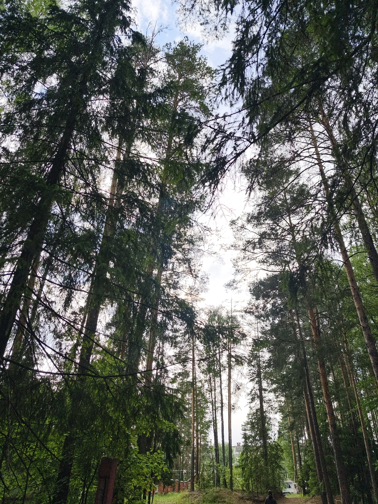 The image shows a view looking up through tall trees in Noviy, Russia. The trees are primarily evergreens, with dense foliage blocking much of the sky. Patches of sky are visible through the canopy. At the bottom of the frame, there's lower-level vegetation, including some bushes and small trees. In the distance, amidst the trees, are glimpses of buildings. A figure is seen on a path in the foreground. A fence is present along the edge of the greenery in the middle ground.
