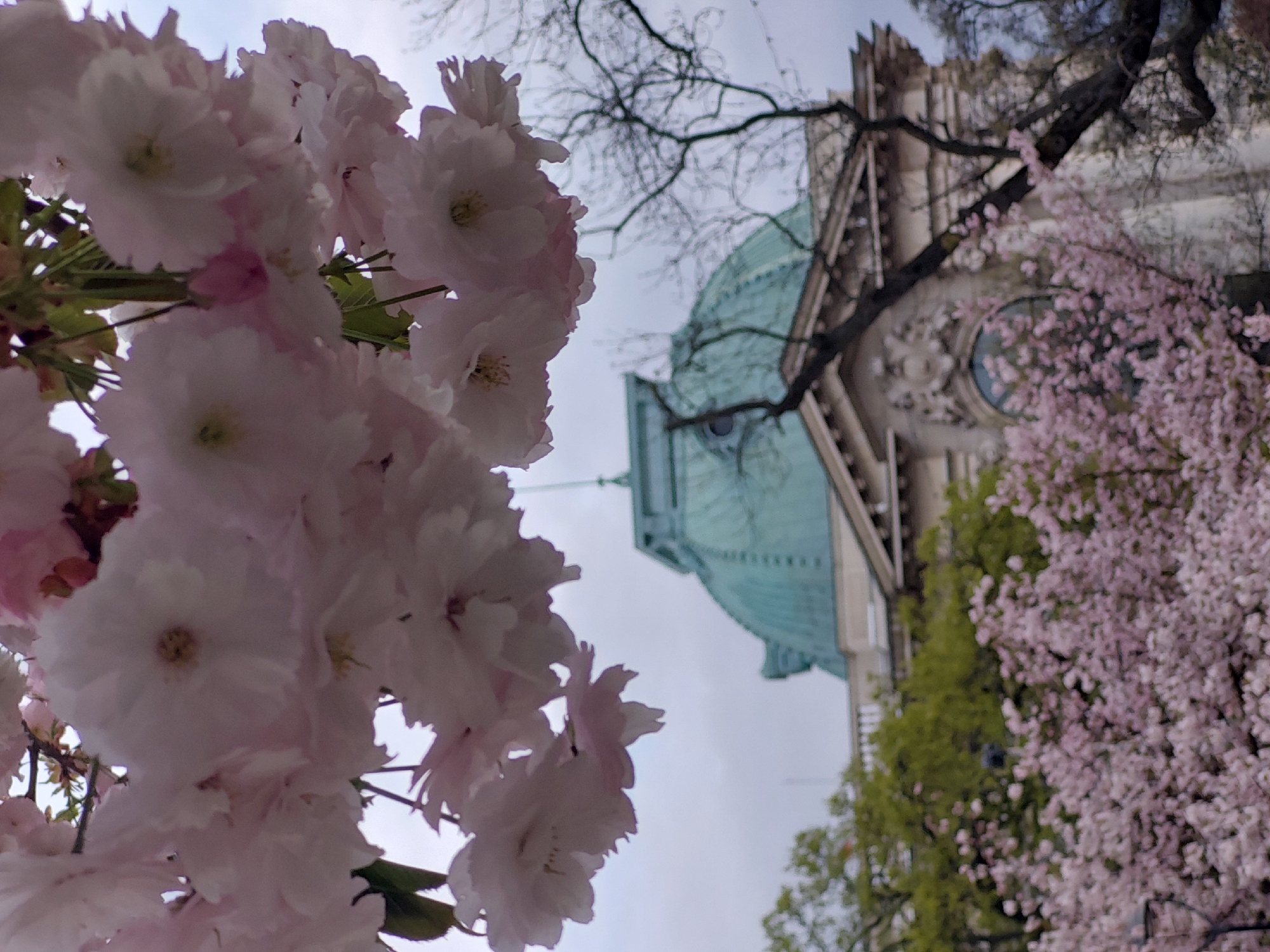 The image captures a vibrant spring scene, rotated 90 degrees counter-clockwise, with a strong focus on blooming cherry blossoms and an ornate building in the background.
The foreground is dominated by a large, dense cluster of light pink and white cherry blossoms. These flowers appear full and multi-petaled, with soft, delicate textures, and some reveal subtle yellow or greenish centers. They are sharply in focus, creating a beautiful floral frame that occupies the left side and bottom portion of the image (when correctly oriented).
In the midground and background, a majestic architectural structure stands against an overcast sky. This building features a distinctive, large greenish-blue dome or roof, which suggests it might be made of oxidized copper. The building's facade is highly detailed, showing what appears to be a large circular window or rose window surrounded by intricate stone carvings and other architectural embellishments.
Bare, dark tree branches crisscross the upper part of the image, intertwining with the building and adding a natural, almost skeletal element to the scene. To the right, another tree adorned with numerous smaller, light pink blossoms creates a softer, more ethereal visual element, partially framing the building. Green foliage from other trees is also visible further below and to the right, indicating a lush environment.
The sky is overcast, providing soft, diffused natural light that highlights the delicate colors of the blossoms and the architectural textures. The time of day appears to be daytime, though without direct sunlight. There are no people visible, and no discernible text. The scene beautifully combines natural spring beauty with architectural grandeur, suggesting a tranquil and picturesque location, possibly a park or historical site.