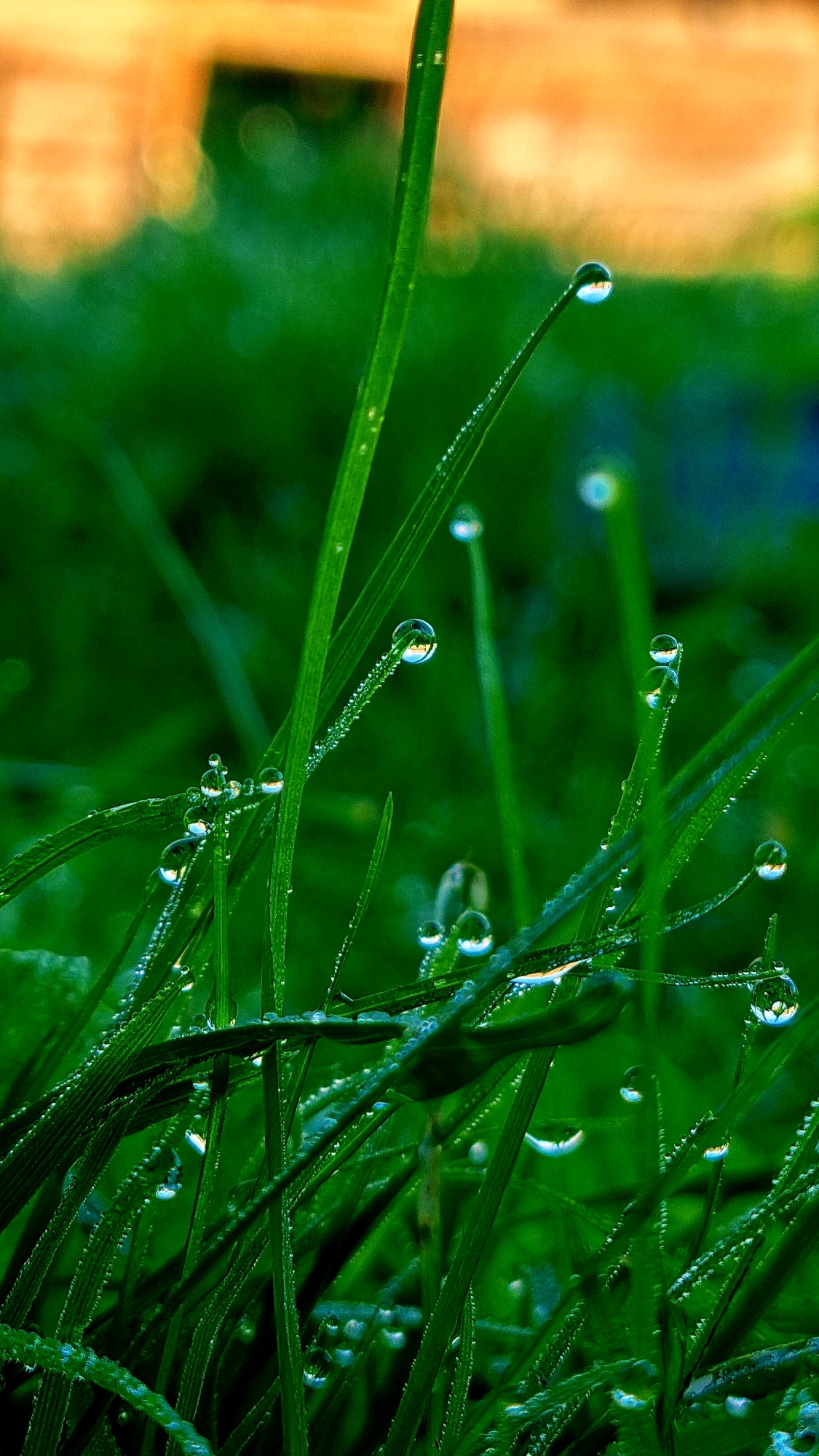This is a close-up, vertical shot of dewdrops clinging to blades of grass. The grass is a vibrant green, with the dewdrops reflecting light and the surrounding environment. The background is a blur of green and a warm, out-of-focus orange, suggesting an outdoor setting. The image has a shallow depth of field, with the focus sharpest on the dewdrops and immediate blades of grass. No people or specific landmarks in the city of Vysokoe, Russia are visible.