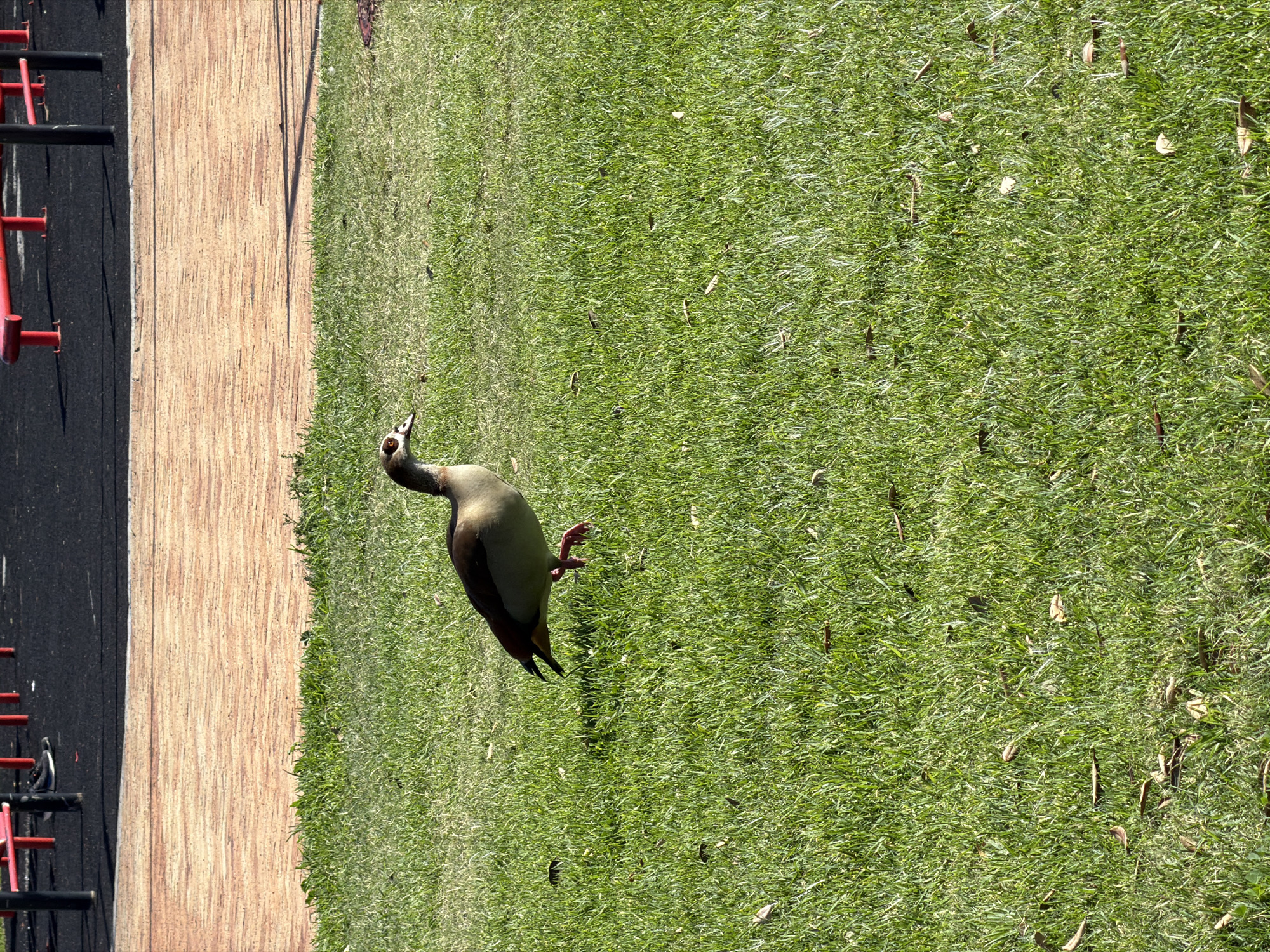 A goose stands on grass next to a running track in Cape Town, South Africa. The running track is made of wood and has black and red metal bars on the left. The grass is green and dry leaves. The goose is tan, brown, and black.