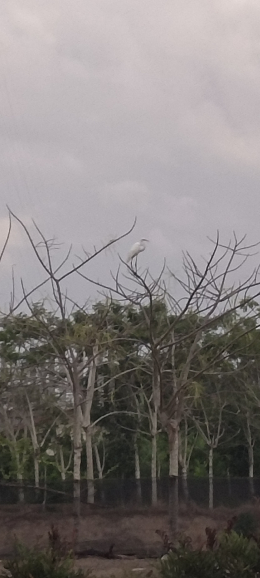 The image depicts a white bird perched on a tree branch against a cloudy sky. The foreground contains a line of trees, some with sparse foliage and others with bare branches. In the lower part of the image, there is a dark area with vegetation. The location is Lhokseumawe, Indonesia. No people are visible in the image. The central subject is the bird sitting on the branch. The environment appears to be a natural or semi-natural area with trees and other vegetation. The interaction is the bird's presence in the tree.