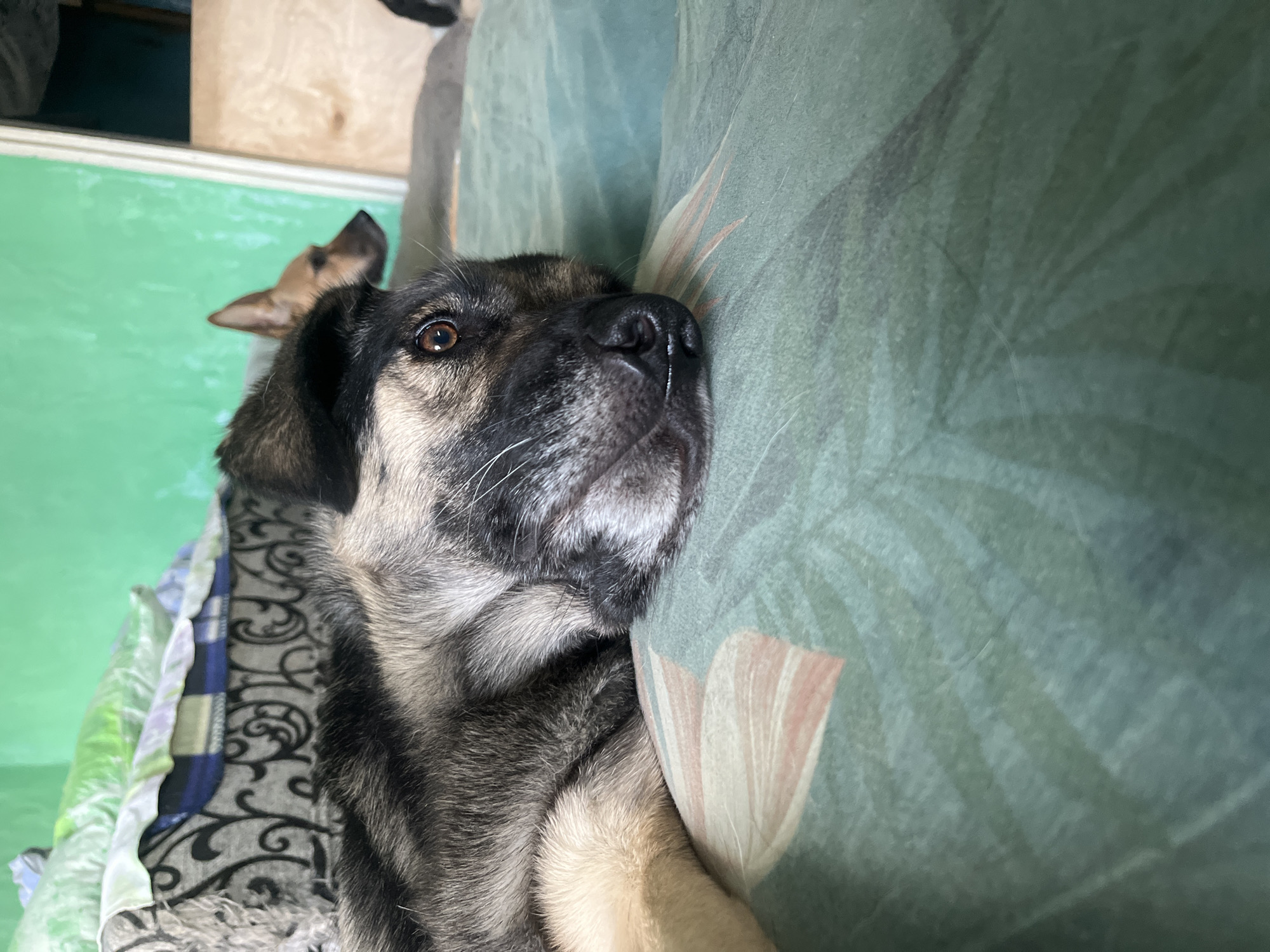 The image shows two dogs lying on a bed with green floral bedding. The dog in the foreground is a medium-sized mixed breed with tan and black fur, lying on its side and looking towards the camera. Its head is resting on its paws. The dog in the background is a lighter brown color and is partially visible. The room appears to be a bedroom, with a green wall and a patterned blanket or sheet visible on a bed in the background. The image was taken in Nizhny Tagil, Russia.
