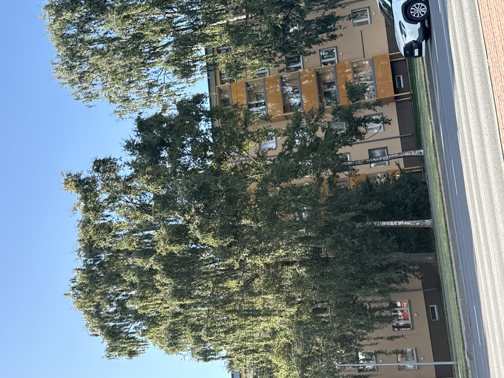 A bright, sunlit scene depicts a multi-story apartment building with a light brown facade and orange balconies, situated in Tallinn, Estonia. The building is partially obscured by large, mature trees with drooping branches and lush green foliage. The trees are positioned in the foreground and to the sides, framing the view of the building. A white car is visible on the right side of the image, parked along the street in front of the building. The street itself appears to be a multi-lane road with white markings. A green grassy strip separates the road from the building. The sky above is a clear, vibrant blue.