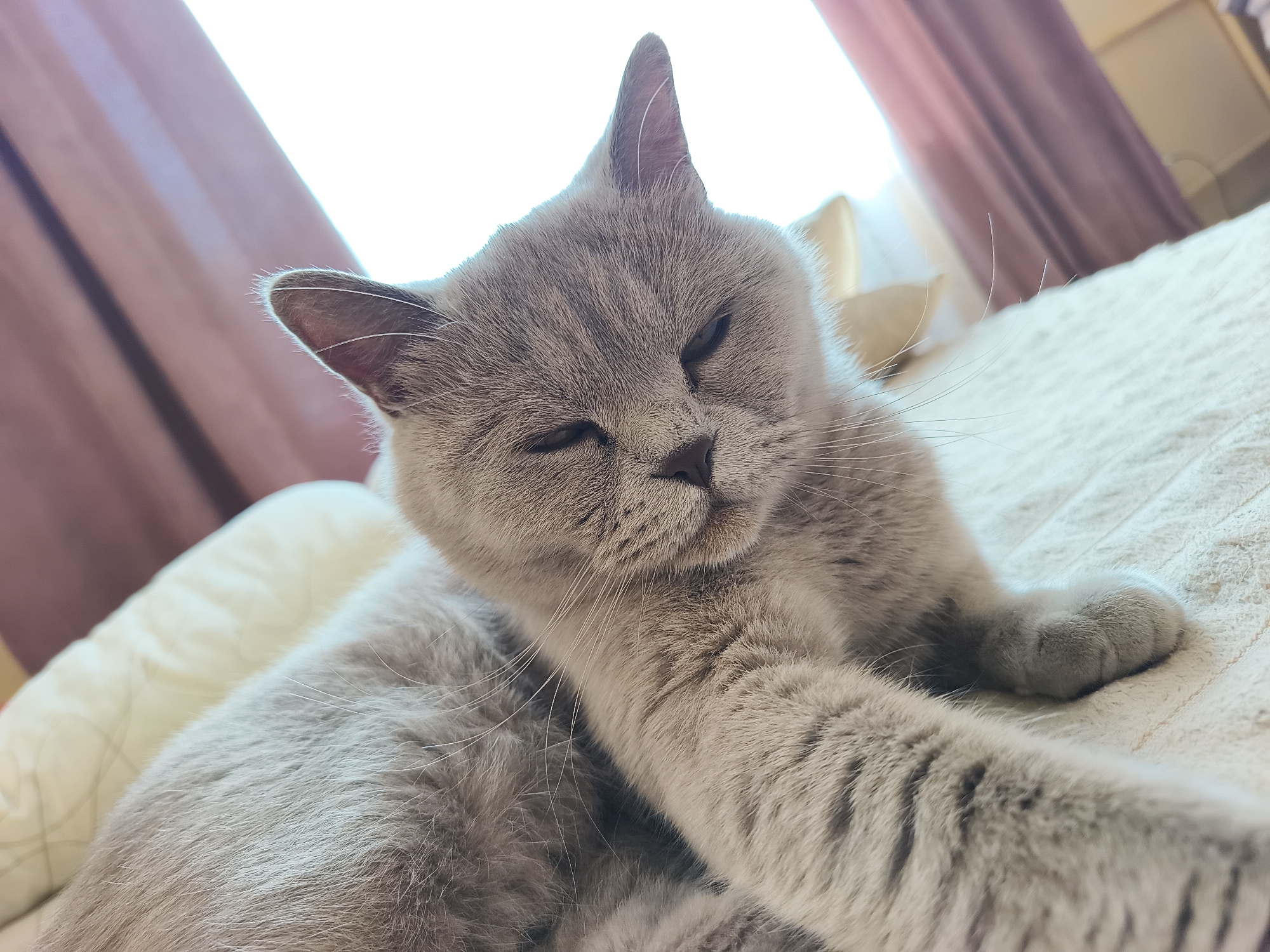A grey cat with green eyes is lying on a textured white surface, likely a bed or sofa, with its head tilted back and eyes partially closed. The cat is in a relaxed pose, with one paw extended forward. Behind the cat, a sheer pink curtain is visible, suggesting the setting is indoors near a window. The lighting indicates it is daytime. No specific location in Ternopil, Ukraine can be determined from the image.