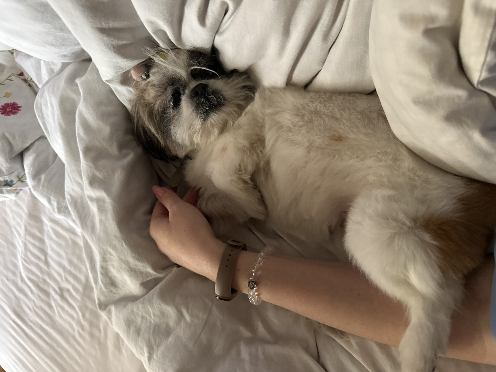 A small, white and brown Shih Tzu-type dog lies on its back on a white bed, nestled next to a person's arm. The person is wearing a light brown fitness tracker and a clear beaded bracelet. The bed has floral print sheets on the left side and is covered with white bedding. The location in the city of Tbilisi, Georgia, cannot be determined from the provided image.