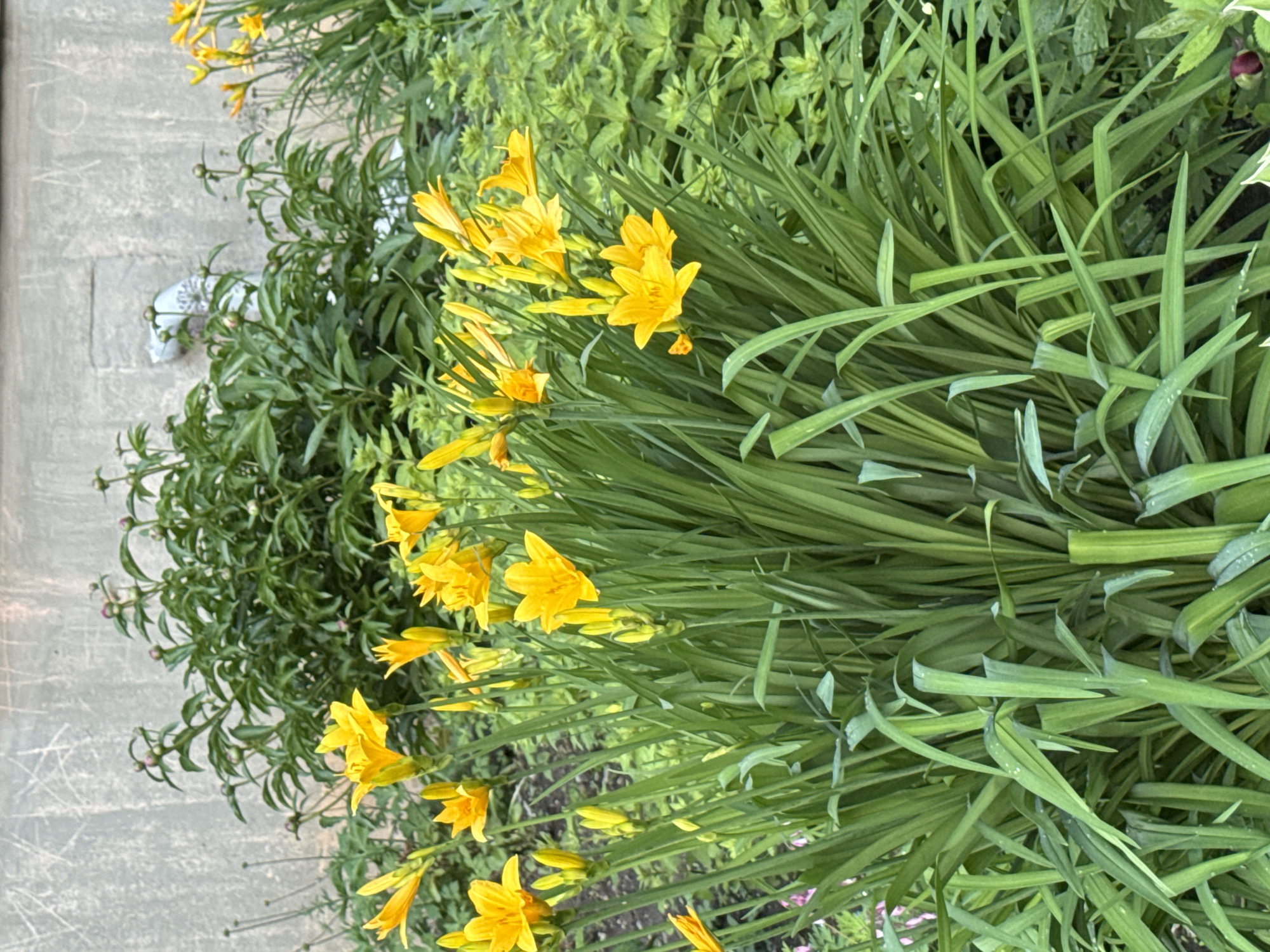 This media file, rotated 90 degrees clockwise from its upright orientation, displays a vibrant garden scene dominated by lush greenery and bright yellow flowers alongside a paved surface.
The main subjects are numerous yellow daylilies (Hemerocallis) in full bloom and bud, emerging from dense clumps of long, sword-shaped green leaves. These flowers are concentrated on the right and center of the frame, with multiple open blossoms showing their six distinct petals. Behind them, and extending towards the upper left, are various other green plants with smaller, more rounded leaves, some showing tiny developing flower buds.
To the left, a grey paved pathway or sidewalk is visible. This surface appears to be made of large, rectangular slabs or bricks, exhibiting some faint, indistinct chalk-like markings or scratches. Near the base of the plants on the paved surface, a small, crumpled white object, possibly a piece of paper or tissue, can be seen.
The scene is brightly lit, indicating it is daytime with clear weather, which enhances the vivid colors of the plants and flowers. No specific activity is taking place; it is a static capture of a garden landscape. The overall impression is one of a flourishing, well-tended garden bed, likely in an urban or suburban setting in Izhevsk, Russia. No discernible text is clearly visible.