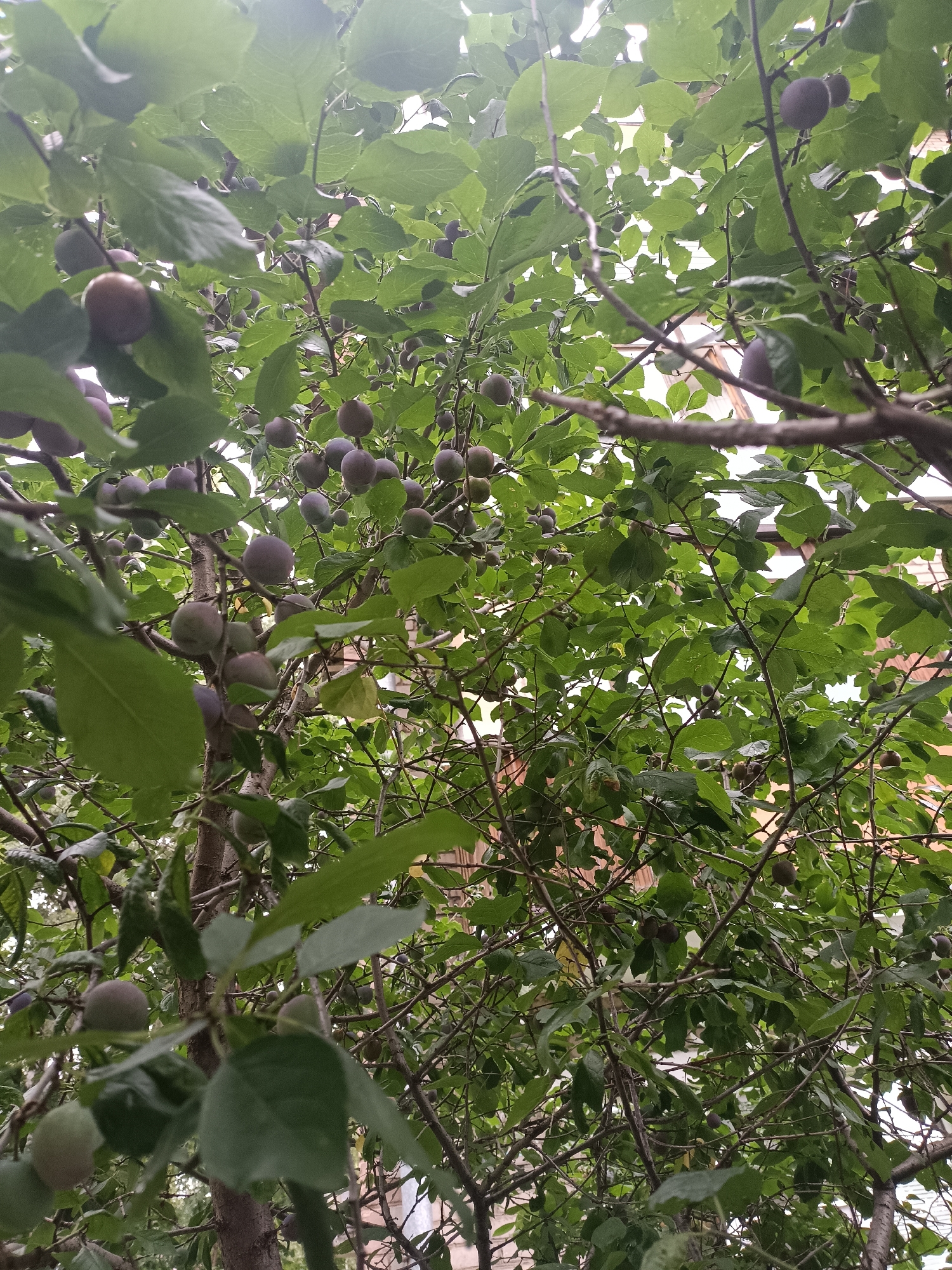 A low-angle shot looks up through the branches of a plum tree laden with developing fruit. The plums are small, round, and range in color from pale green to dark purple, indicating they are not yet fully ripe. The tree is densely covered with green leaves, some of which are blurred due to motion or shallow depth of field. The background is out of focus, showing glimpses of a light-colored structure, possibly a building, and the sky. The scene appears to be outdoors in a residential or garden setting, consistent with a location in Yaroslavl, Russia, during the growing season. No people are visible in the image.