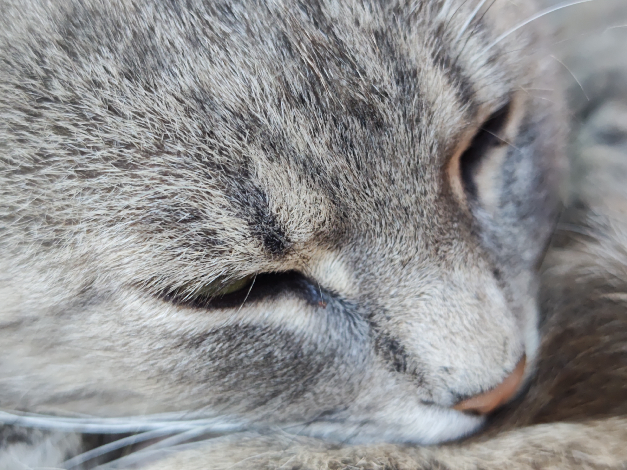 A close-up, eye-level shot captures the side profile of a tabby cat's face. The cat's fur is a mixture of grey and black stripes, with lighter grey fur around its nose and eyes. Its eye is partially closed, revealing a slit of a green iris. A thin, clear object, possibly a wire or a stray whisker, runs across the lower part of the image. The cat appears to be resting, with its face nestled into its body. The background is blurred, suggesting a shallow depth of field.