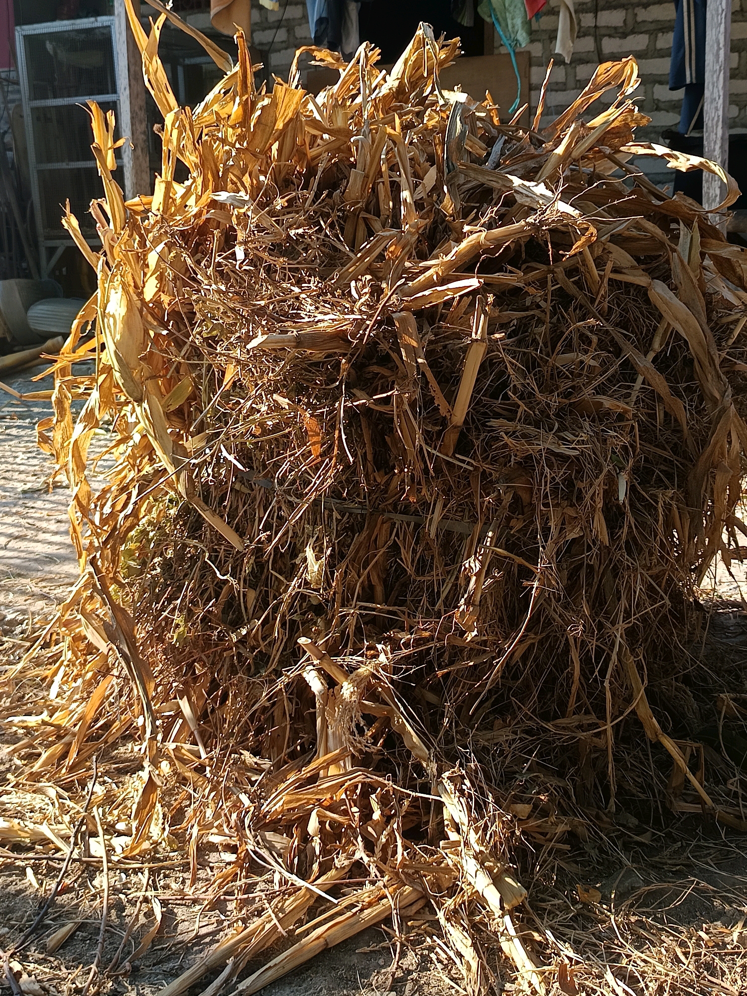 A large, conical pile of dried corn stalks and roots is situated outdoors on a dirt and gravel surface. The material is a uniform golden-brown color, with many thin, fibrous strands of roots visible throughout. The pile appears to be in a rural or agricultural setting, with a brick wall and some metal shelving visible in the background to the left. The lighting suggests it is daytime, with strong sunlight casting shadows. No people are present in the image. The location of Gunung Sekar, Indonesia is relevant to understanding the agricultural context of the scene.